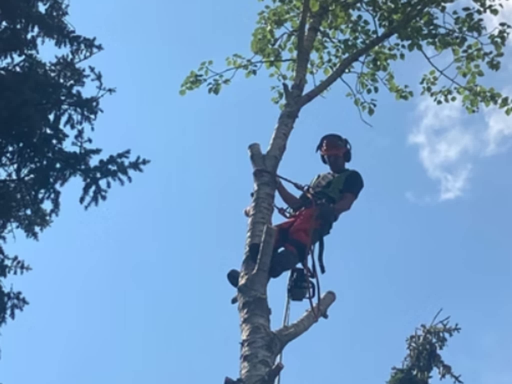 photo Edmonton Tree Care