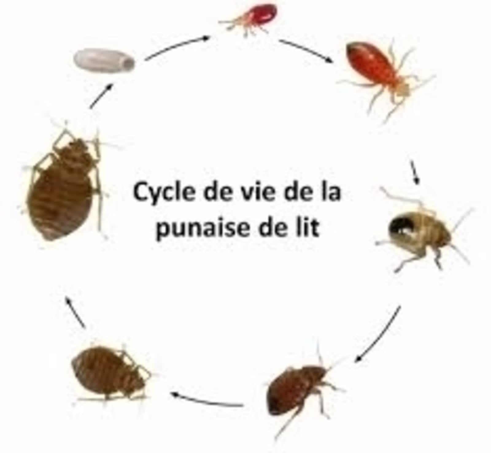 Жизненный цикл клопа