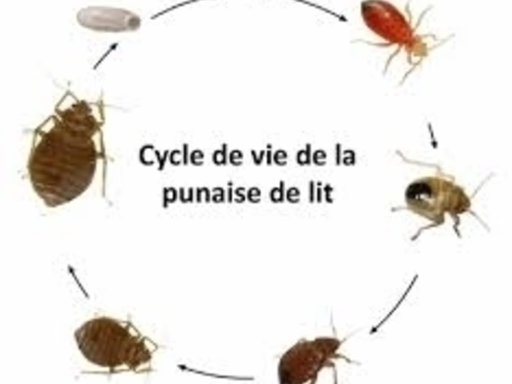 photo Solution Cimex