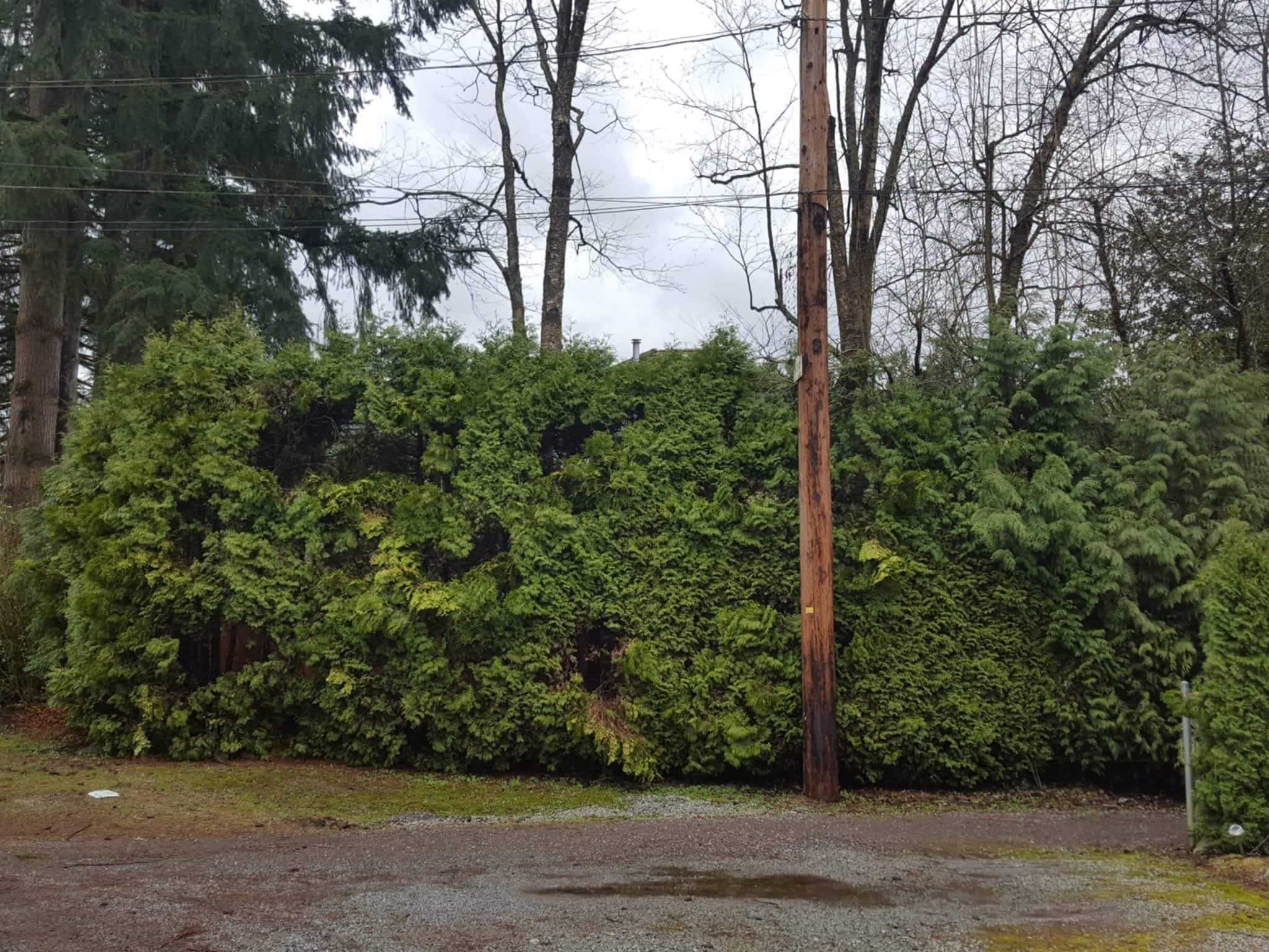 photo Ridge Meadows Tree Service LTD 2.0