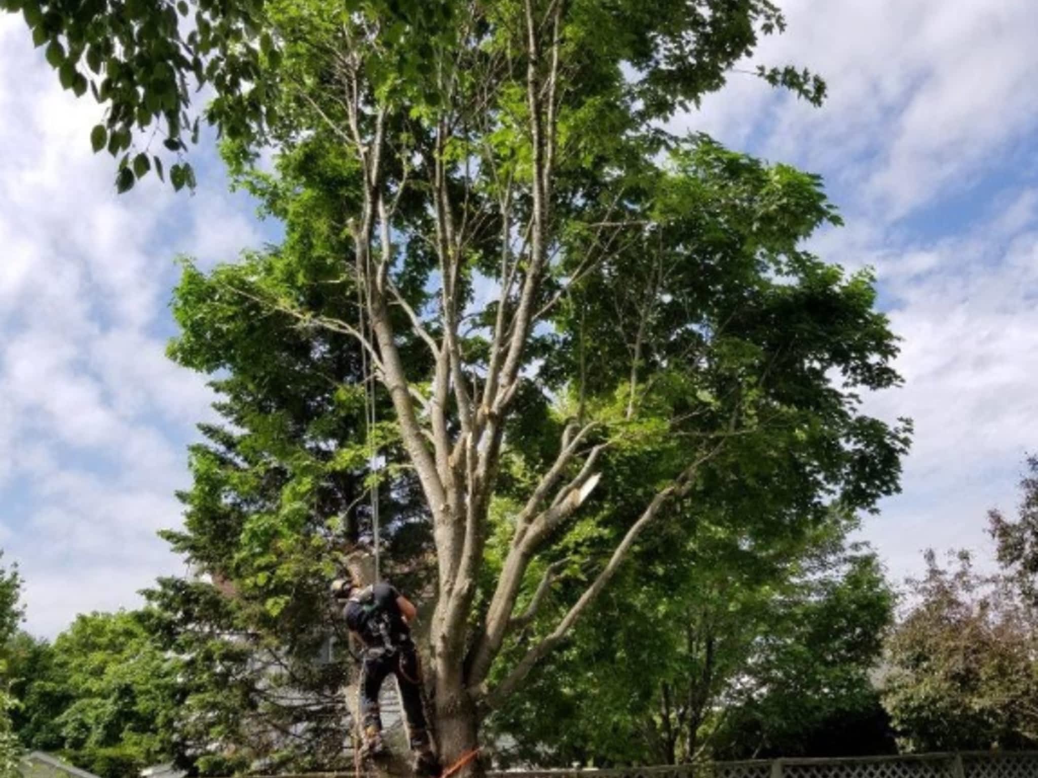 photo Arboriste Elite