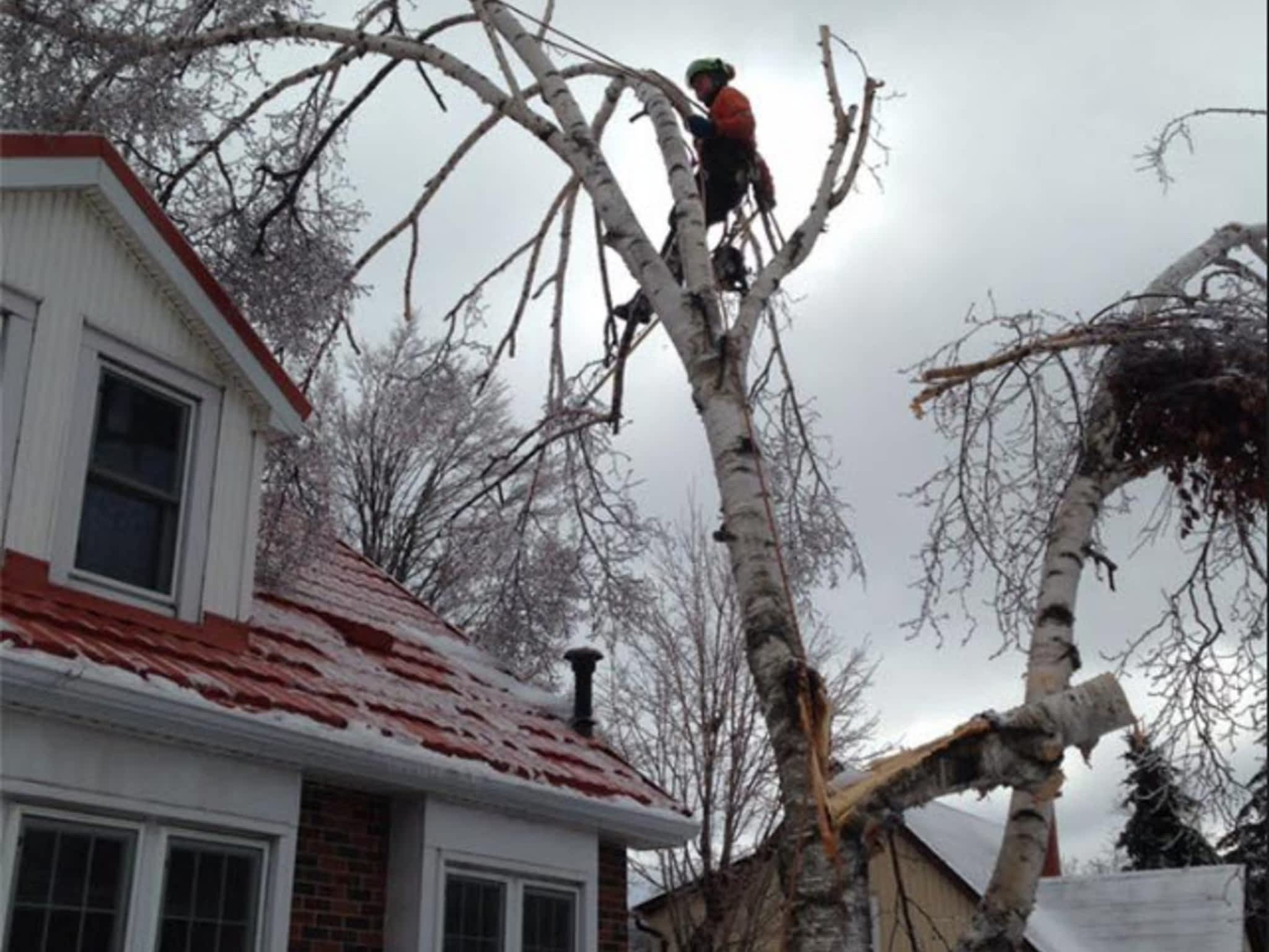 photo Prince Tree Service