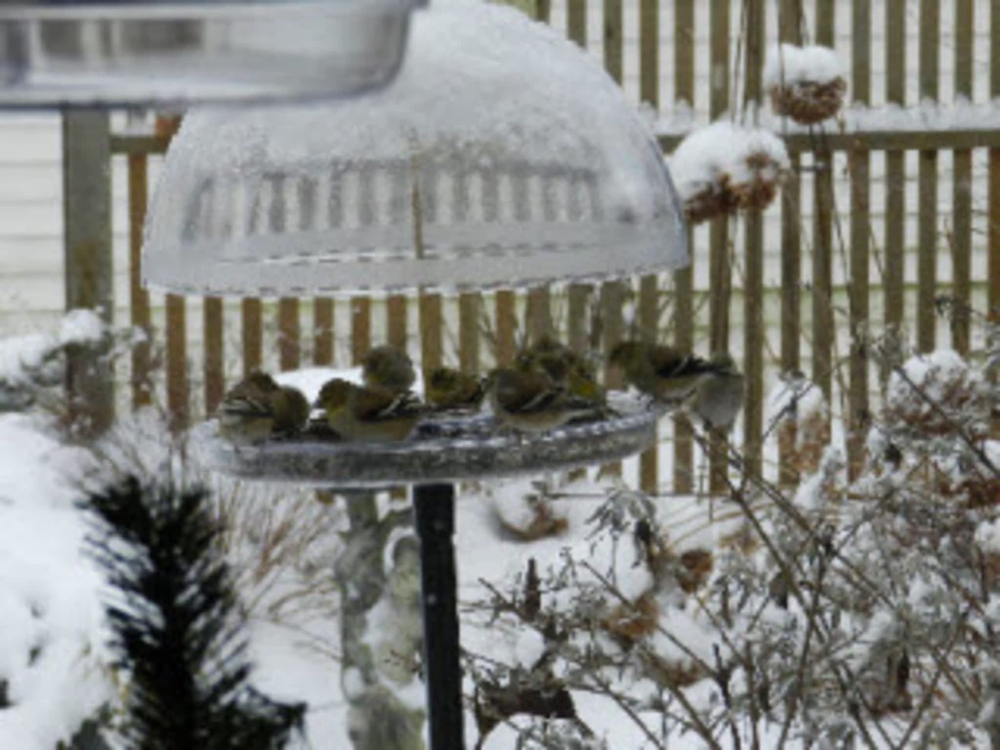 photo The Birdhouse Nature Store