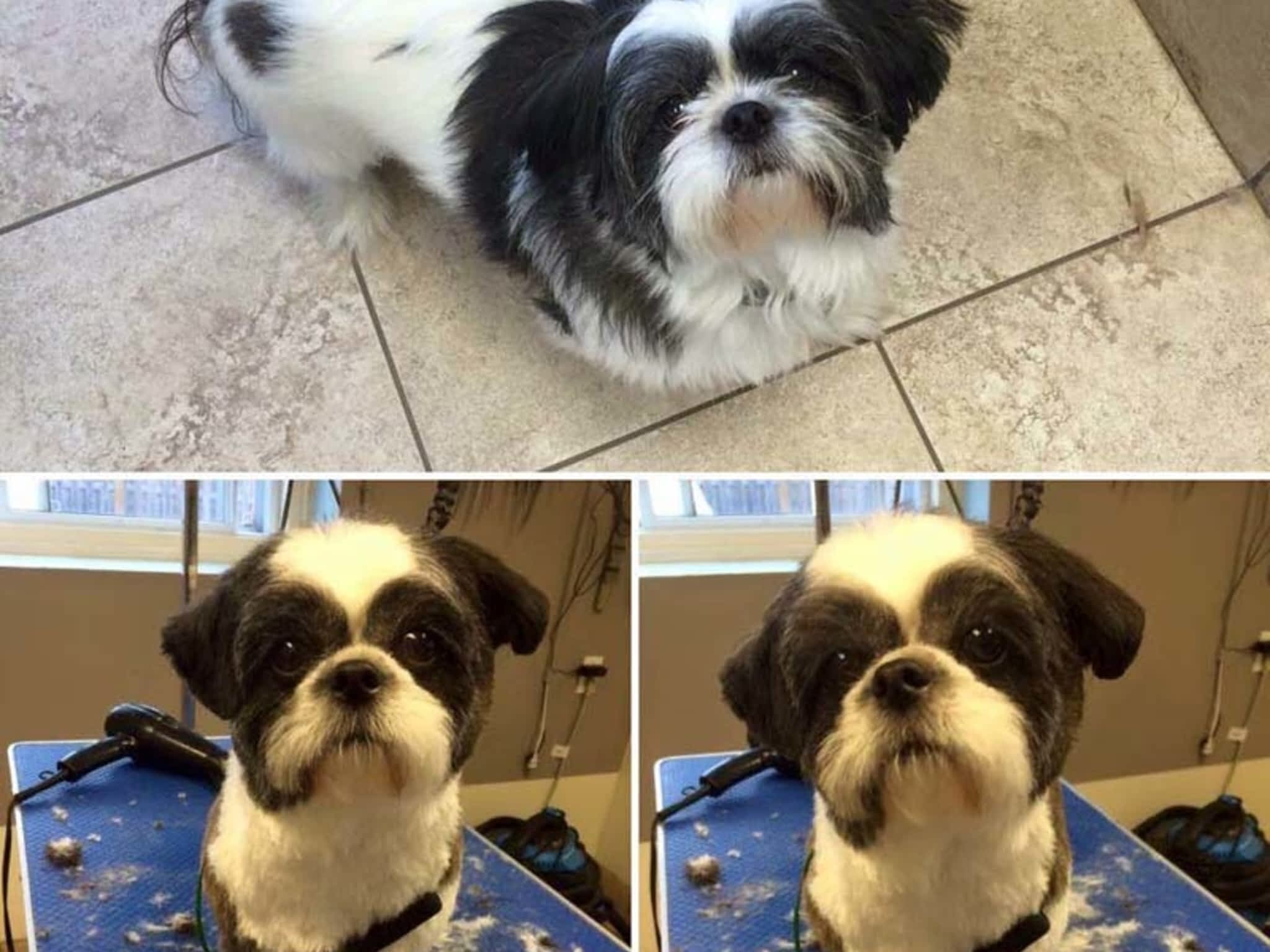 photo Tangles 2 Tame Dog Grooming