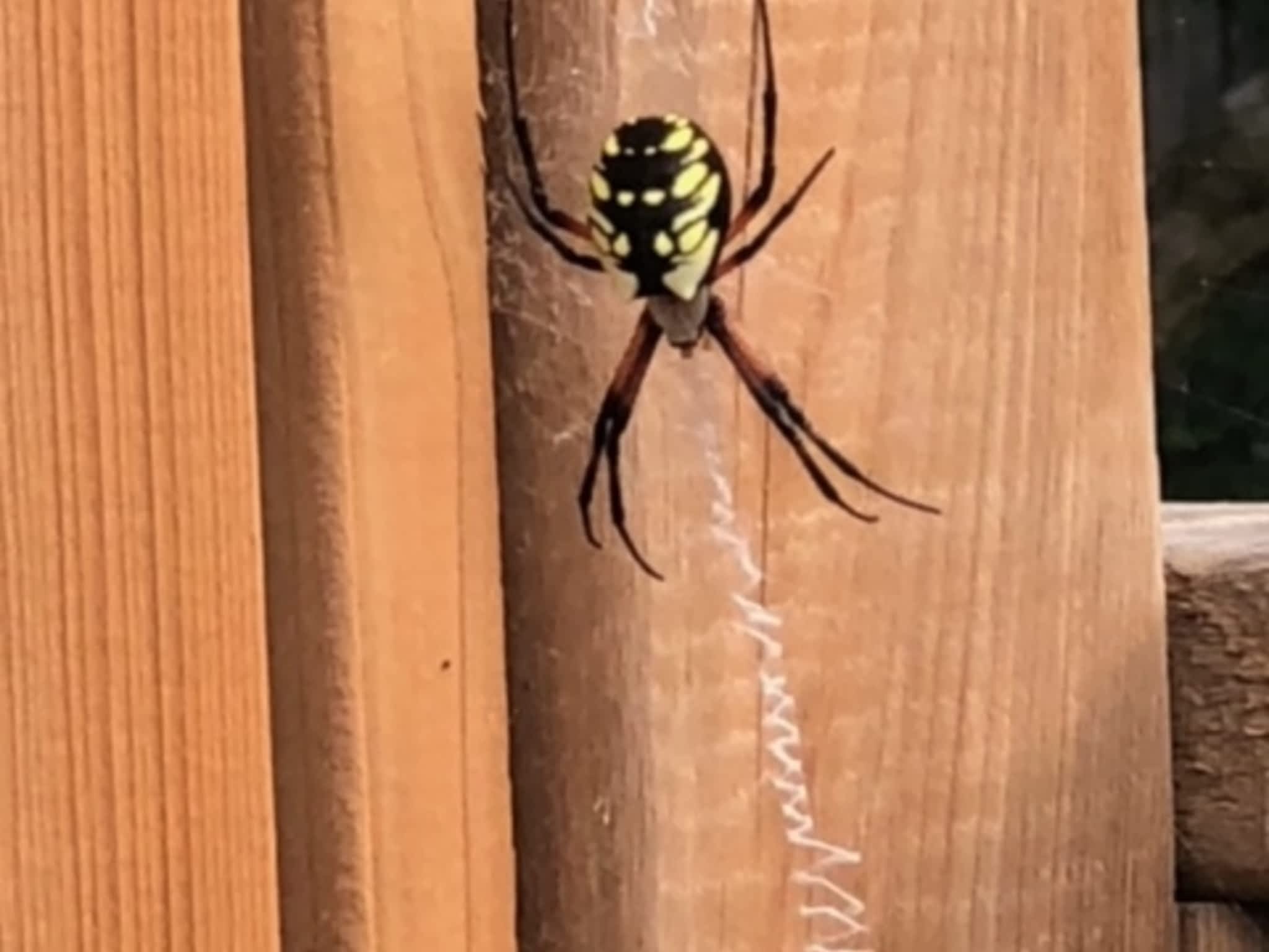 photo Windsor Pest Control