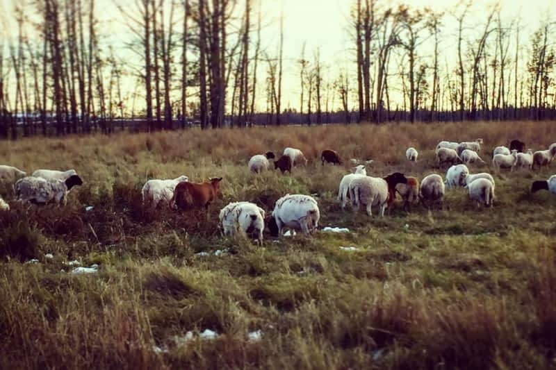 photo Tangle Ridge Ranch