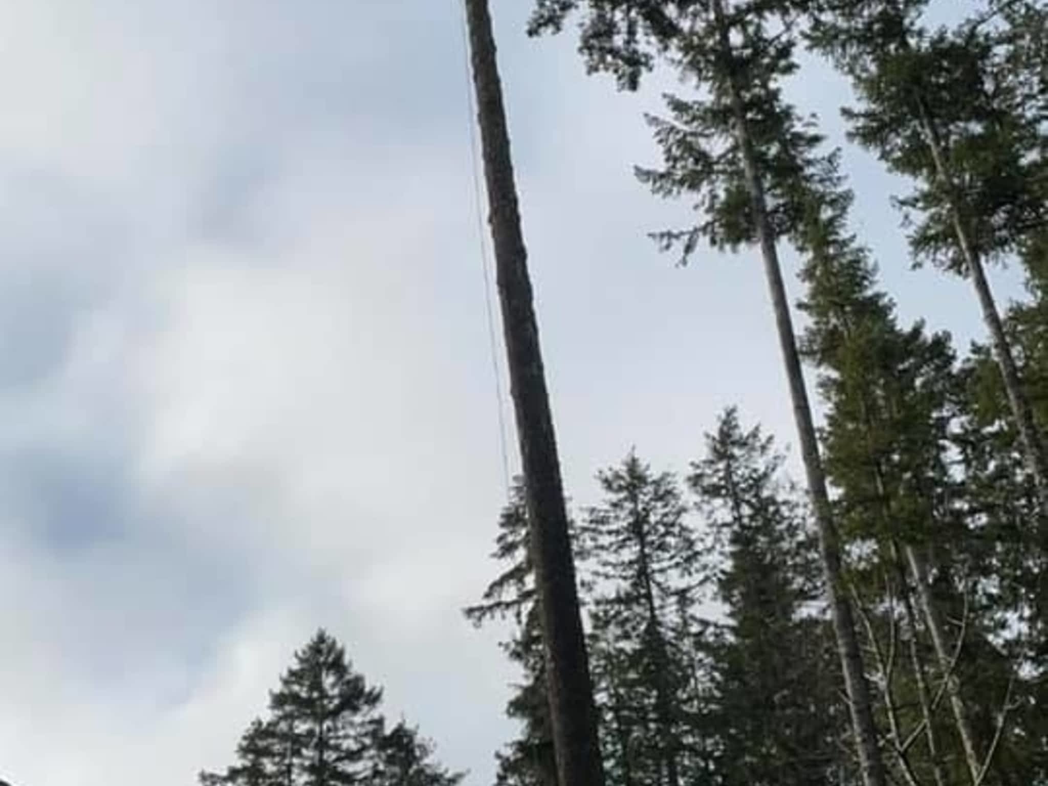 photo Flex Tree Service