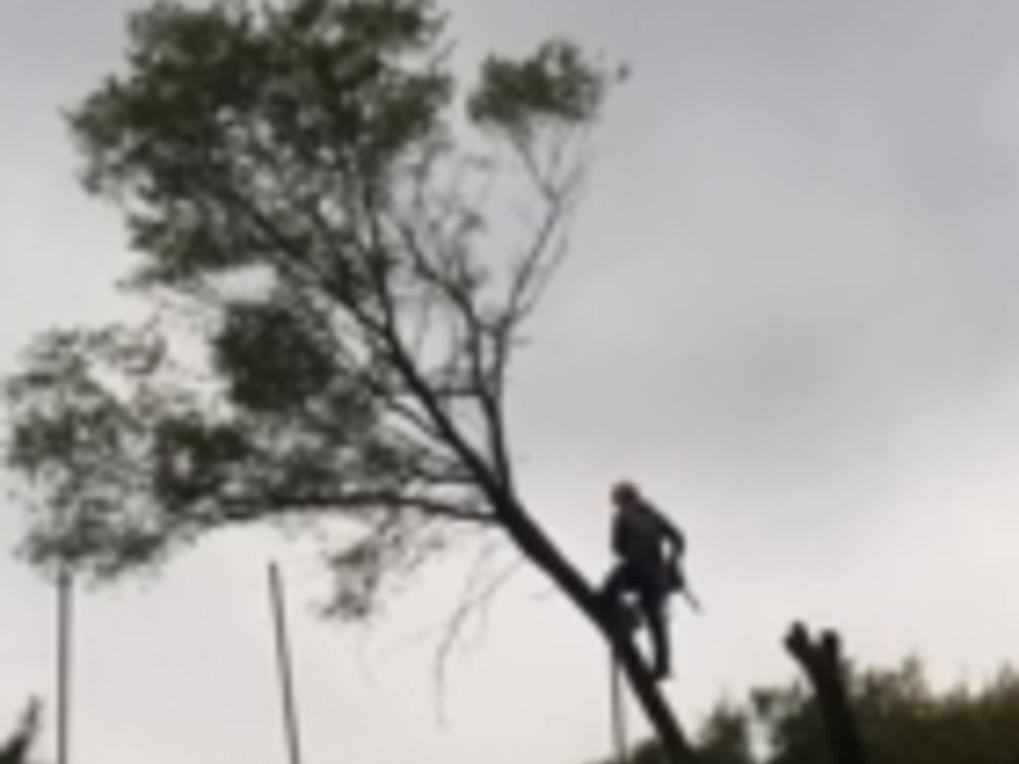 photo Timberjack Tree Service