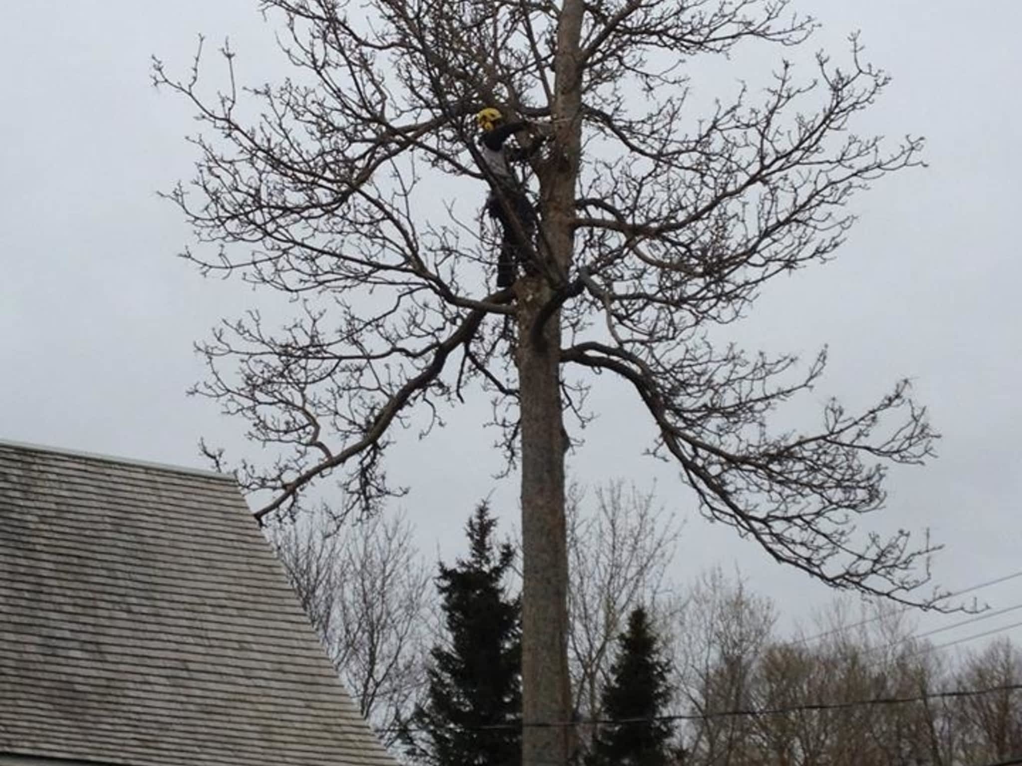 photo Arboriculture Thibault