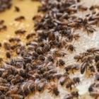 Alvéole - Matériel apicole