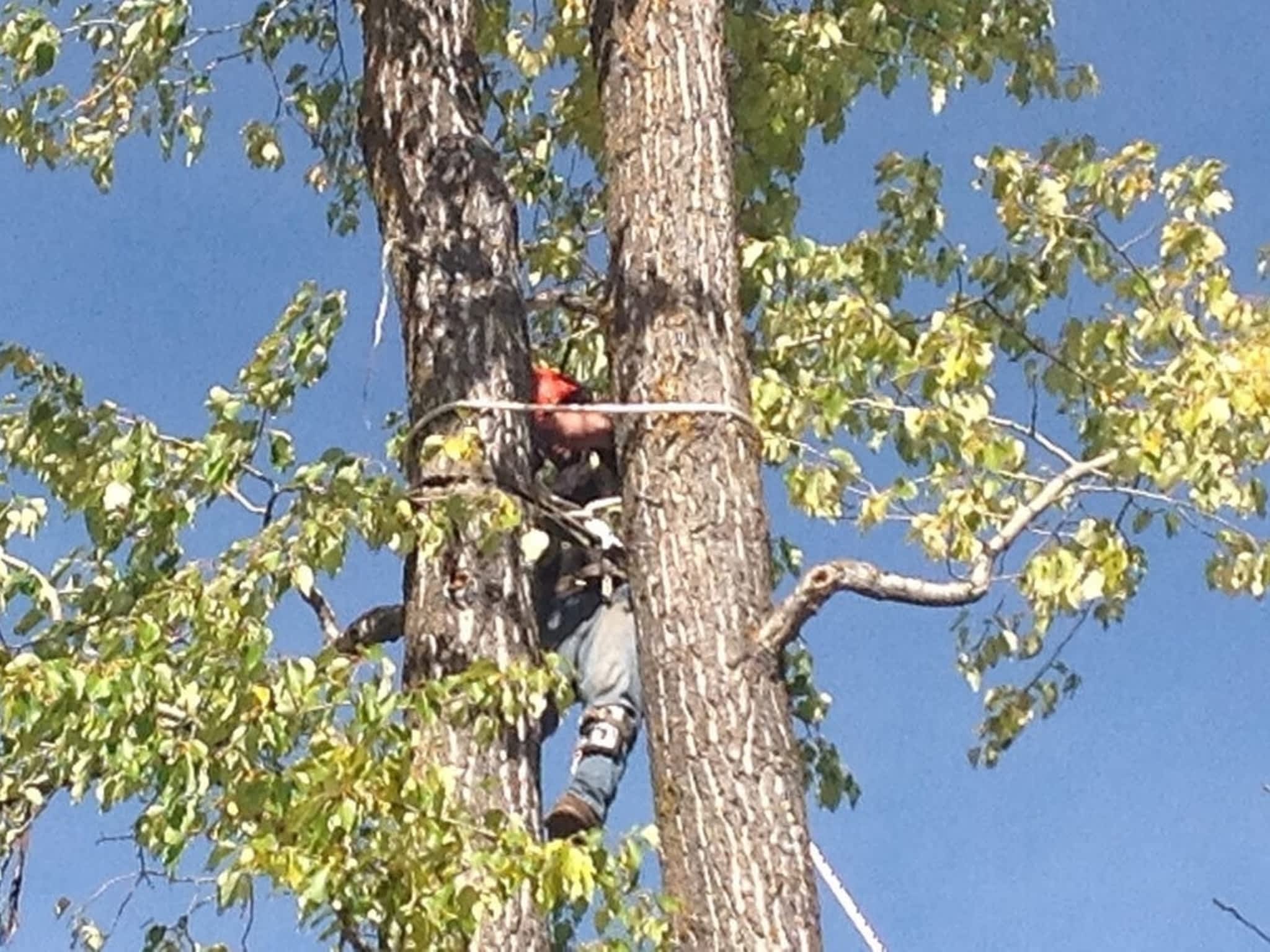 photo Skidstree Services