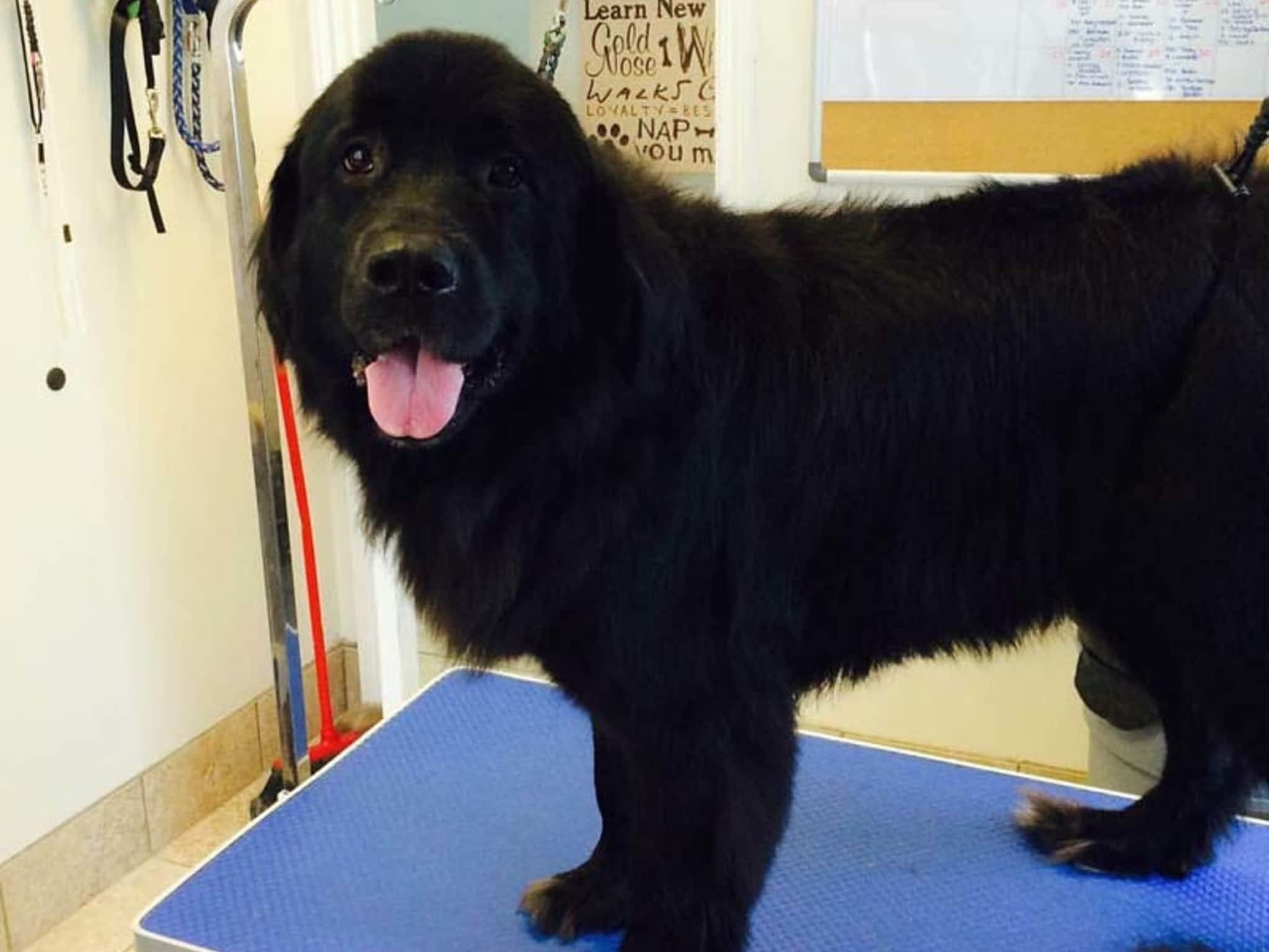 photo Tangles 2 Tame Dog Grooming