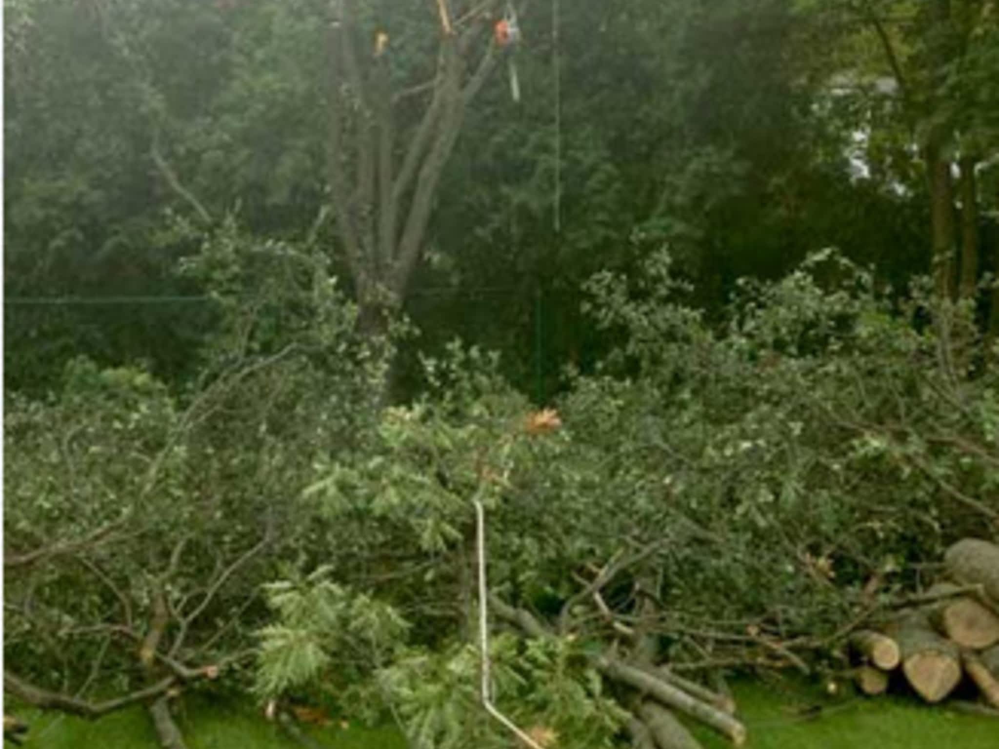 photo CBL Tree Service