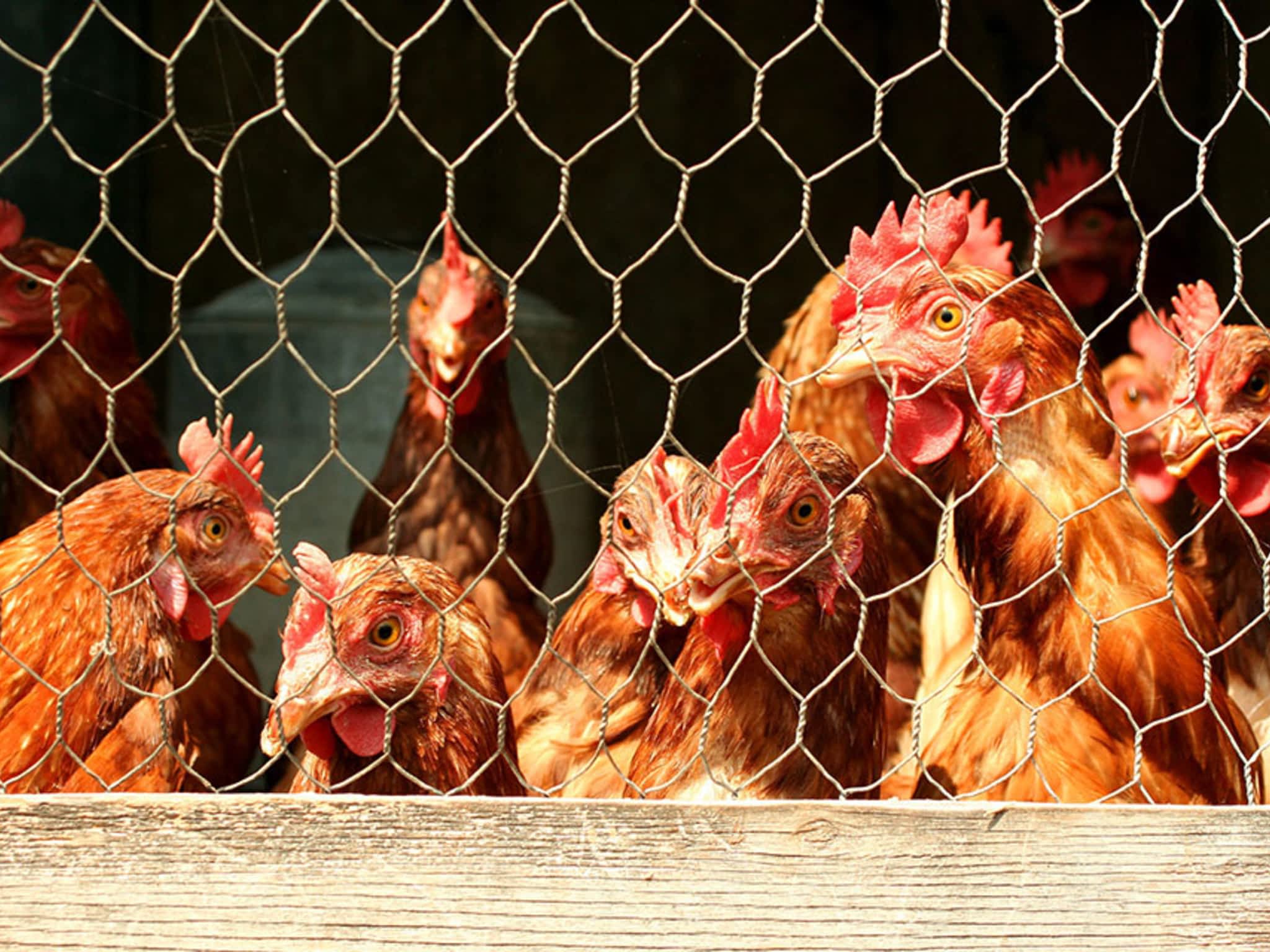 Purity Feed Farm & Garden Centre Kamloops, BC 471 Okanagan Way