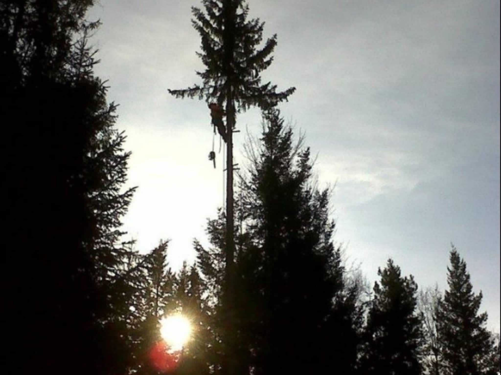 photo Bednesti Tree Services Inc