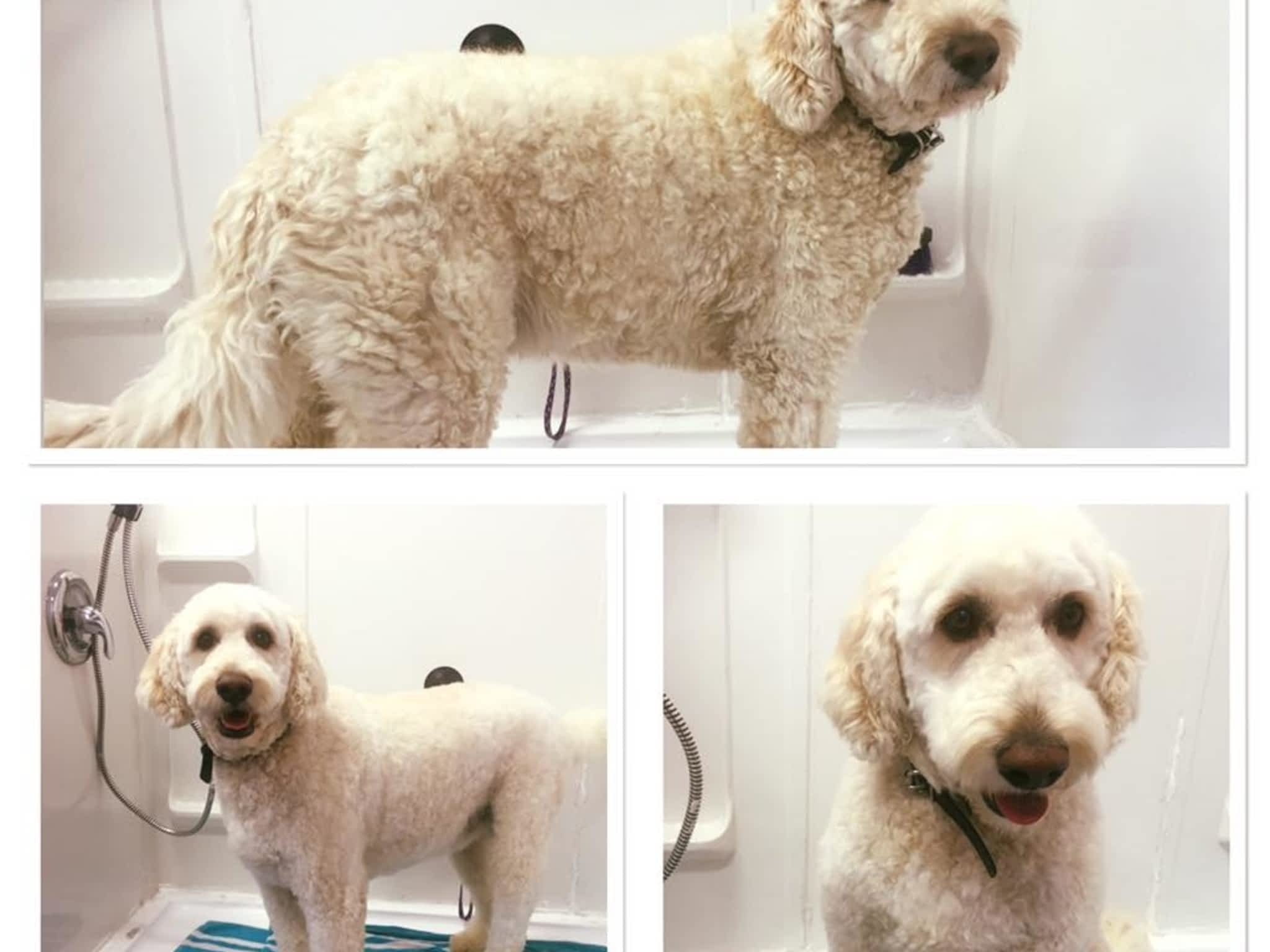 photo Wizard of Pawz Dog Grooming