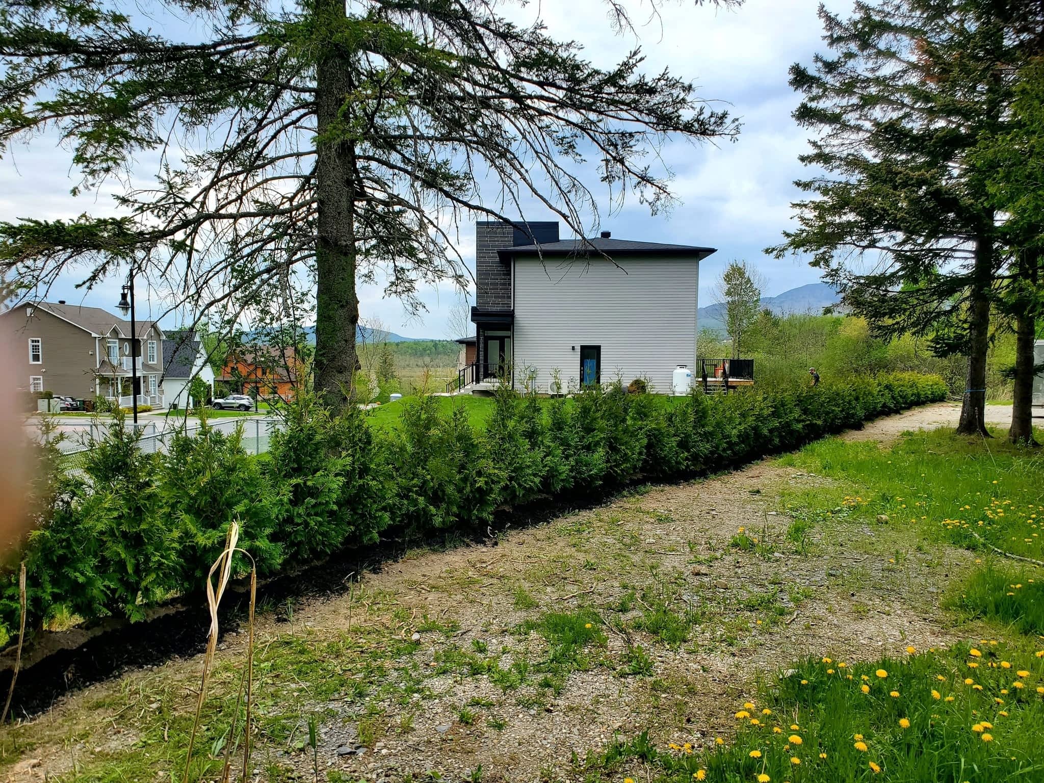 photo Plantation Pros-Haie de cèdres