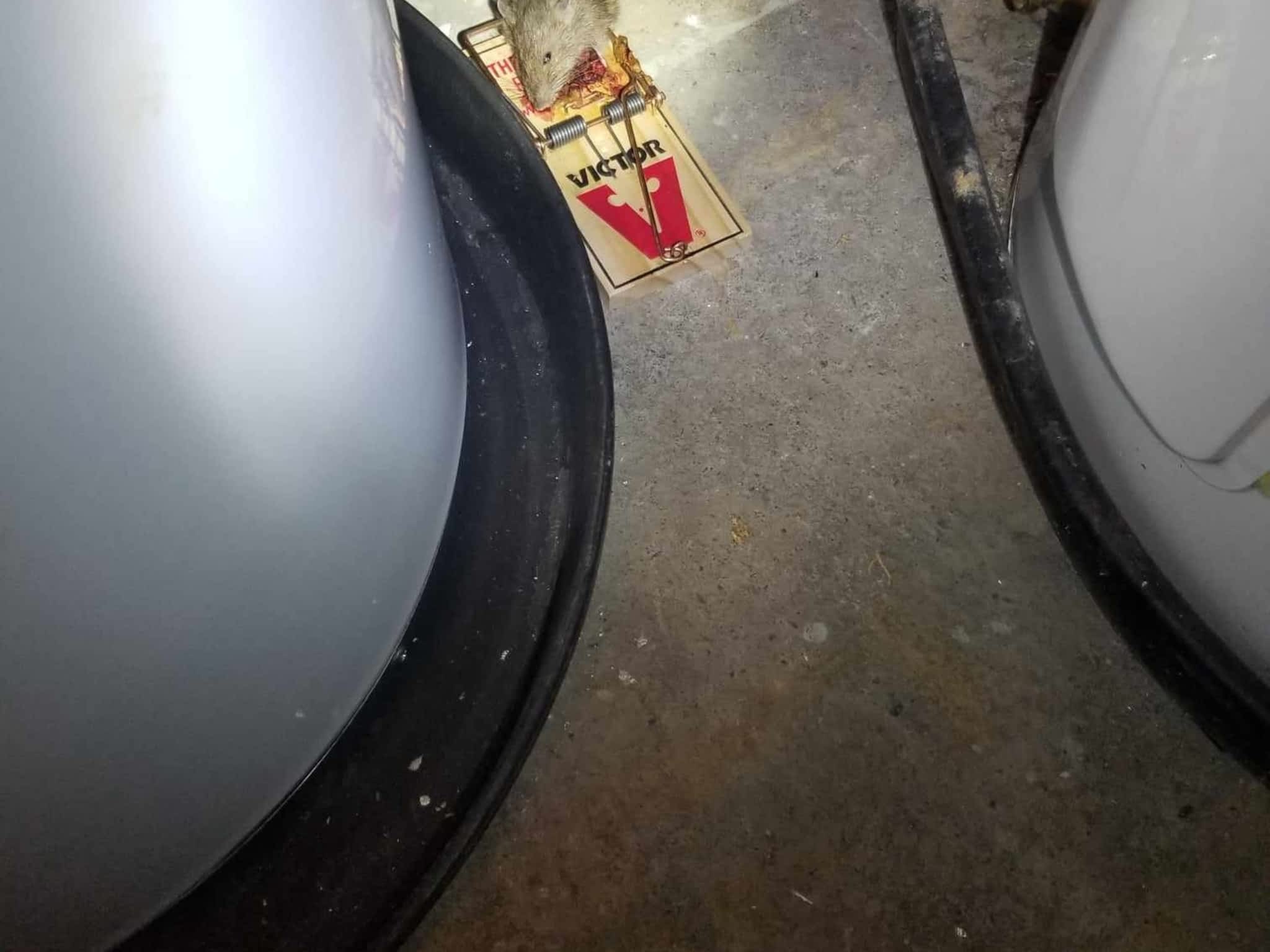 photo D Solution Extermination