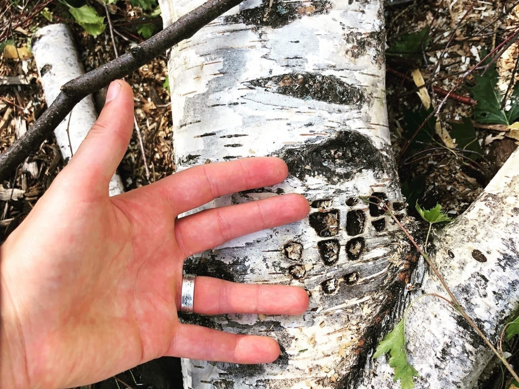 photo Elevated Tree Removal
