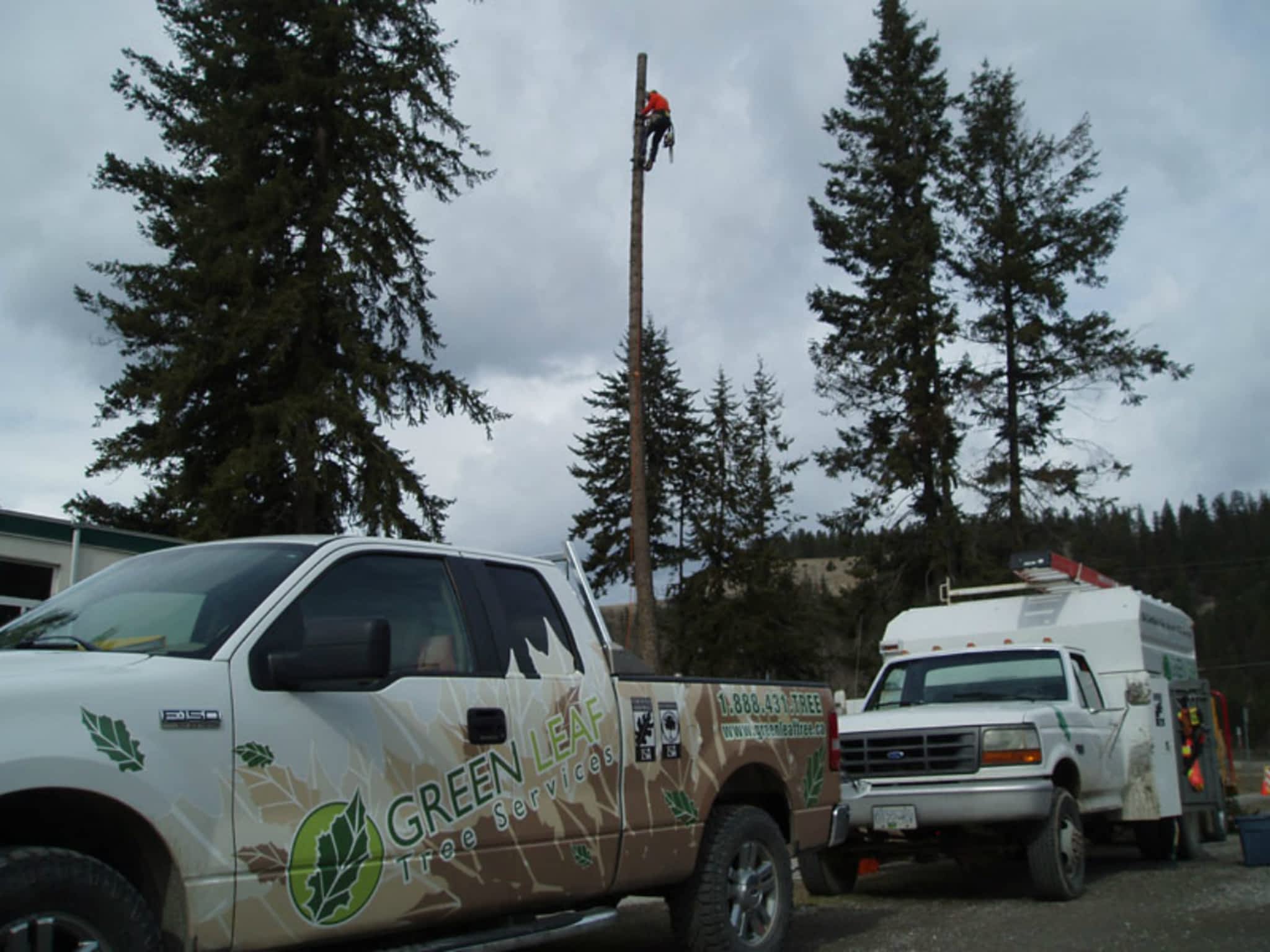 photo Green Leaf Tree Services