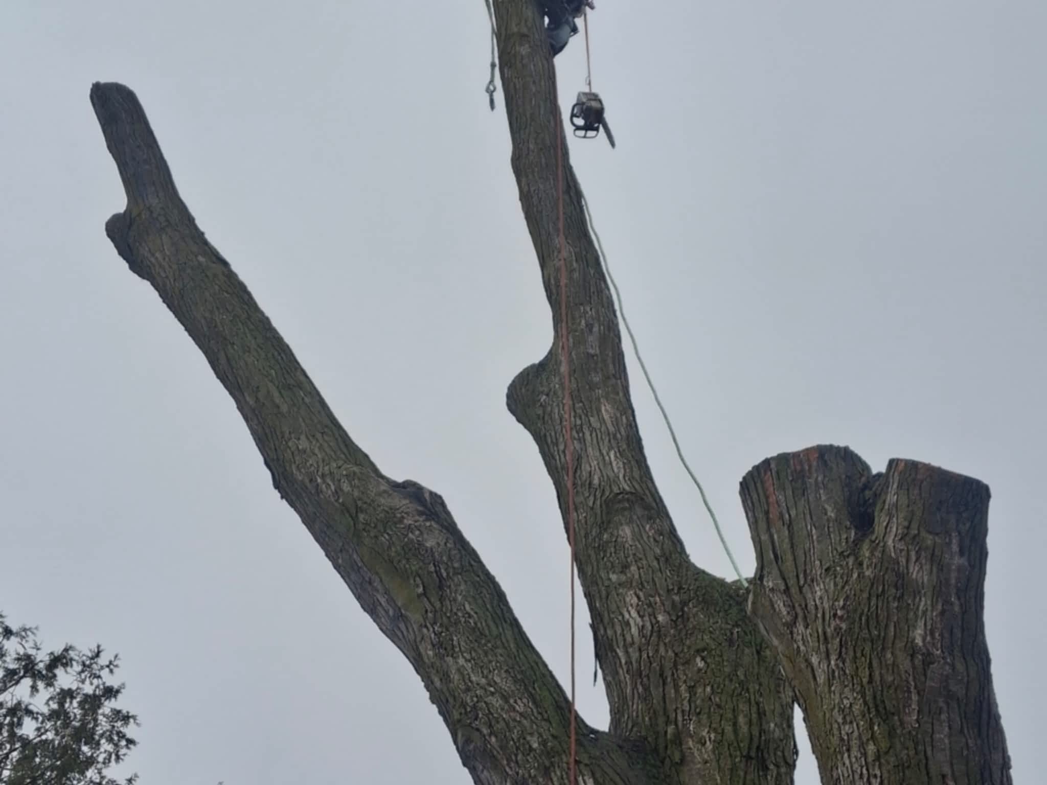 photo Kipfer Tree Service