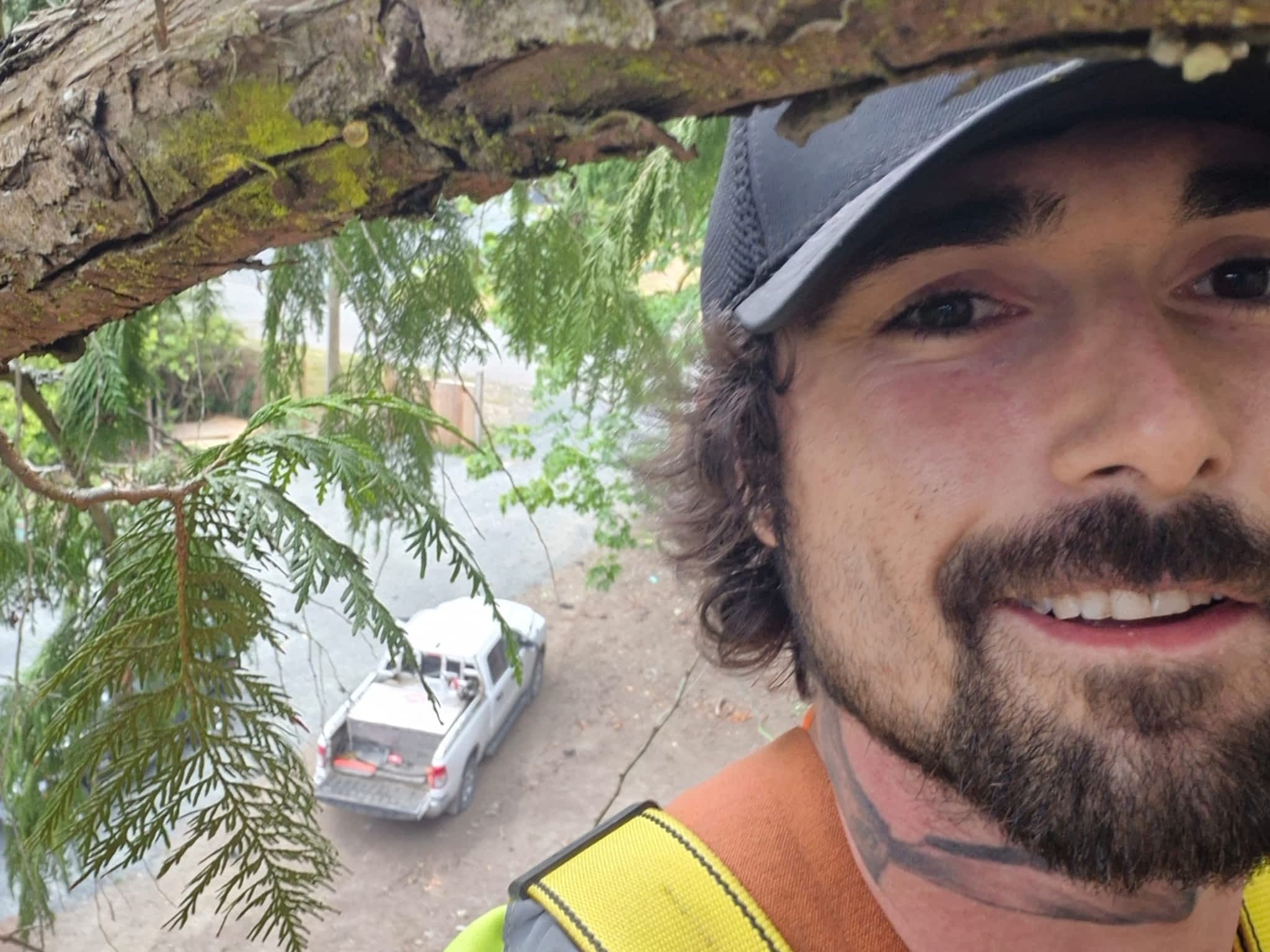 photo Mongoose Tree Removal