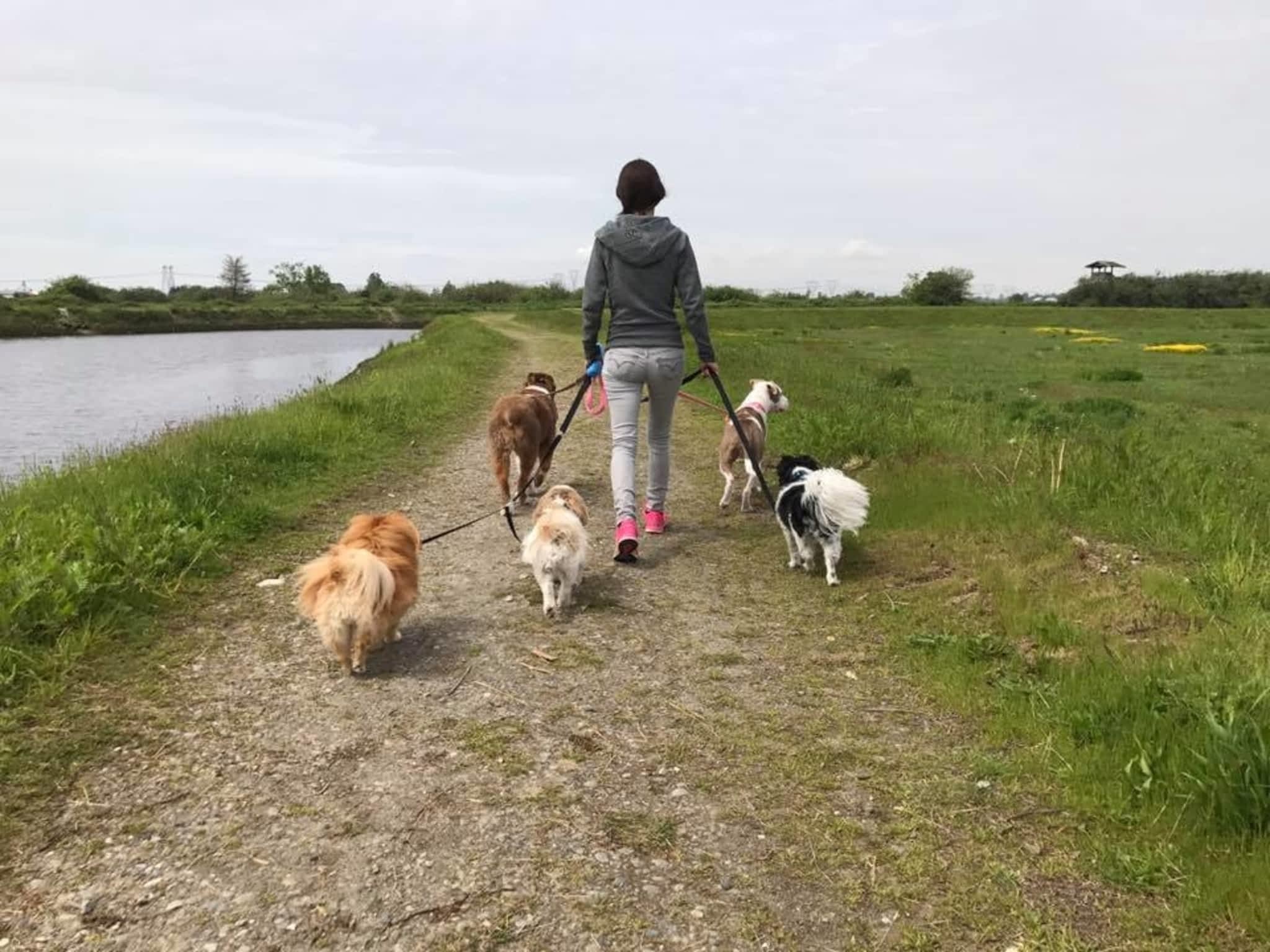 photo Busy Paws Dog Walking and Pet Care
