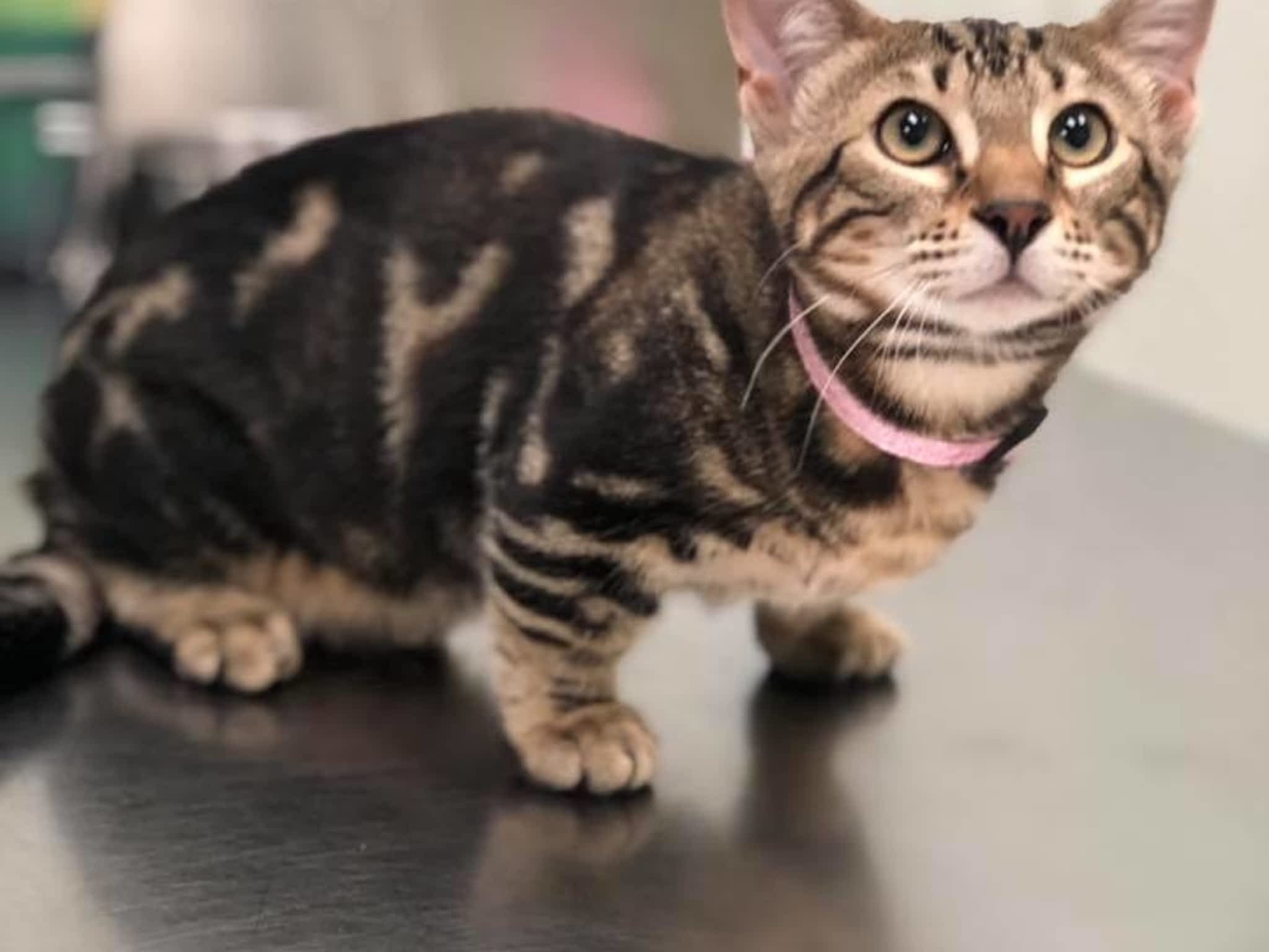 Ritson Veterinary Clinic Oshawa, ON 490 Taunton Rd E Canpages