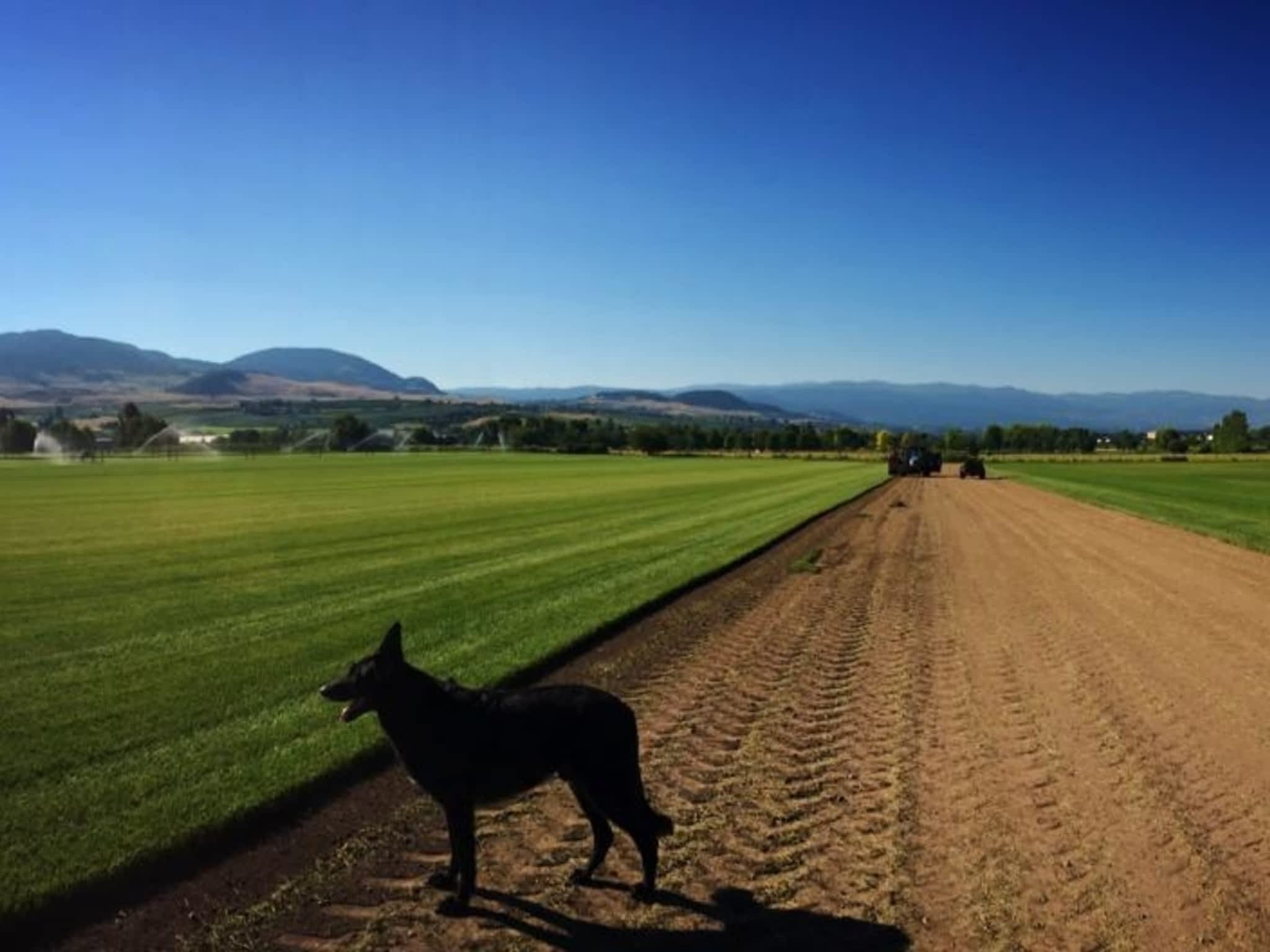 photo Macdonnell Turf Farms