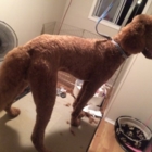 Nikki's Barking Beauties Dog Grooming - Pet Grooming, Clipping & Washing