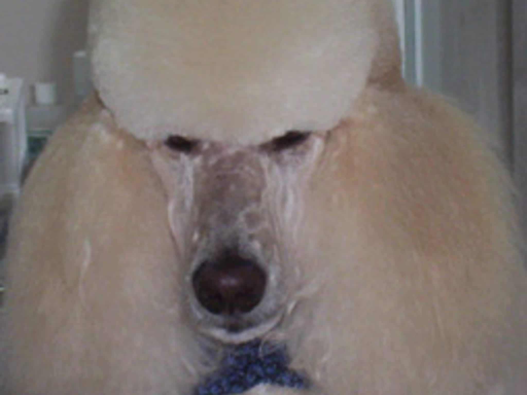 photo Thoughtful Paws