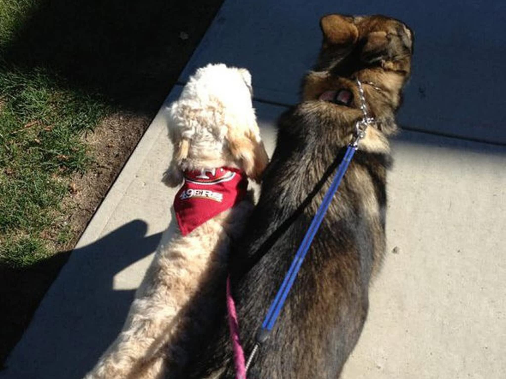 photo Dog Love Walking-Pets And House Sitting