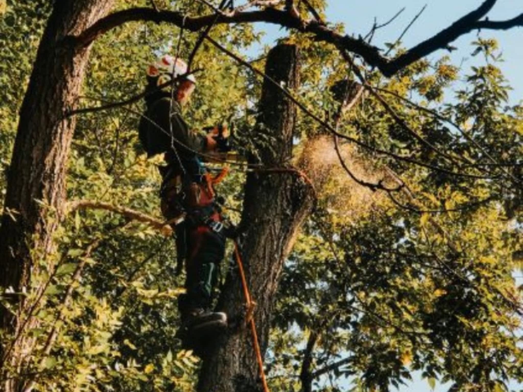 photo Andovic Tree Services