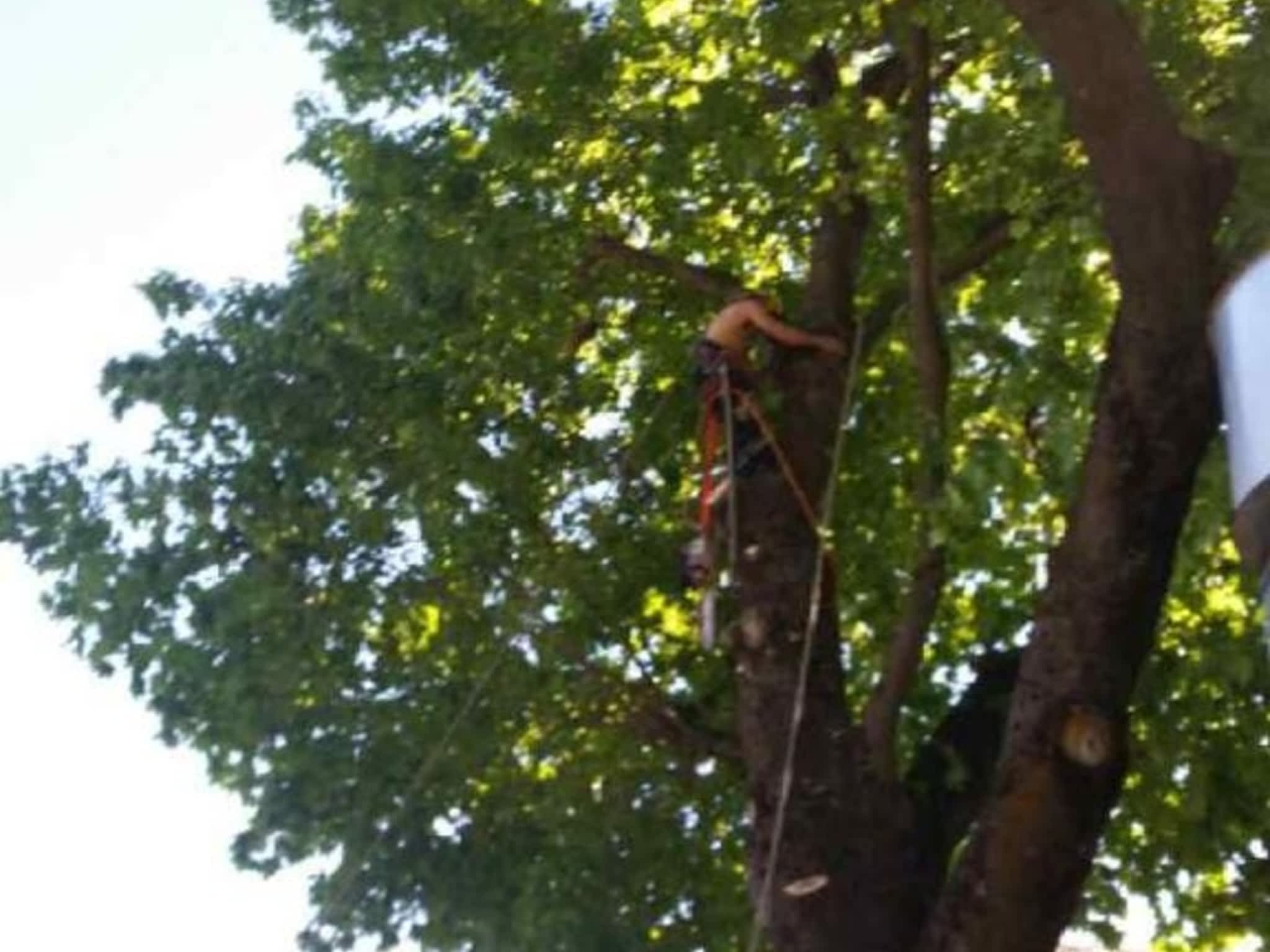 photo All Pro Tree & Landscaping Services