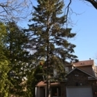 Kelley's Tree Service - Service d'entretien d'arbres