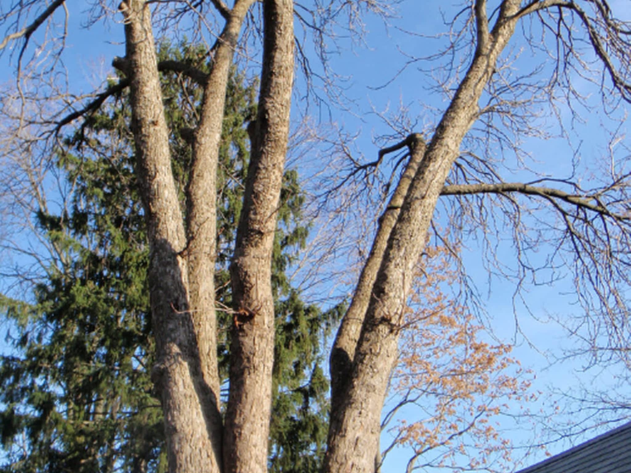 Apes Tree Service Ingersoll, ON 293559 Culloden Rd Canpages