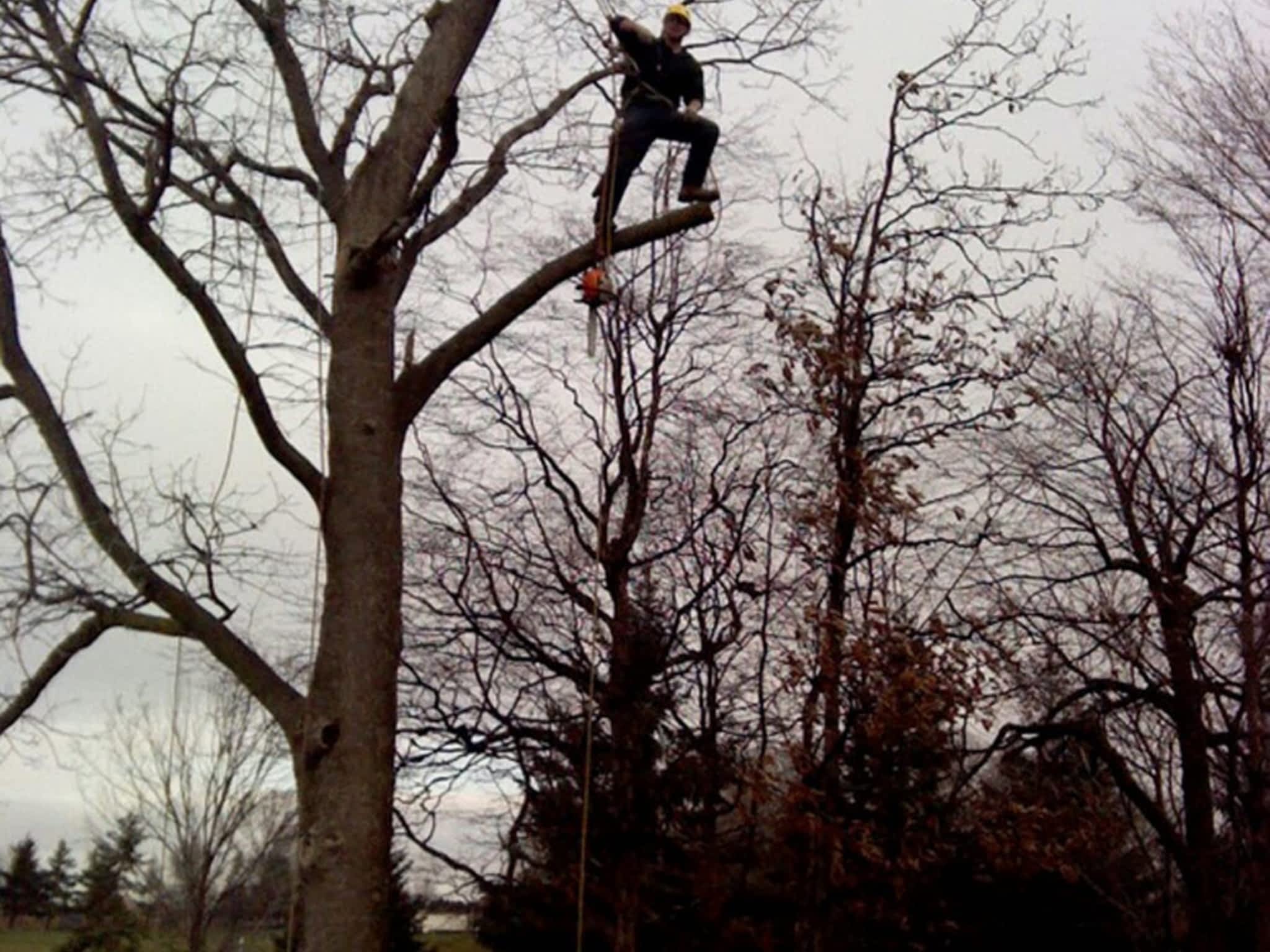 photo Precision Tree Care