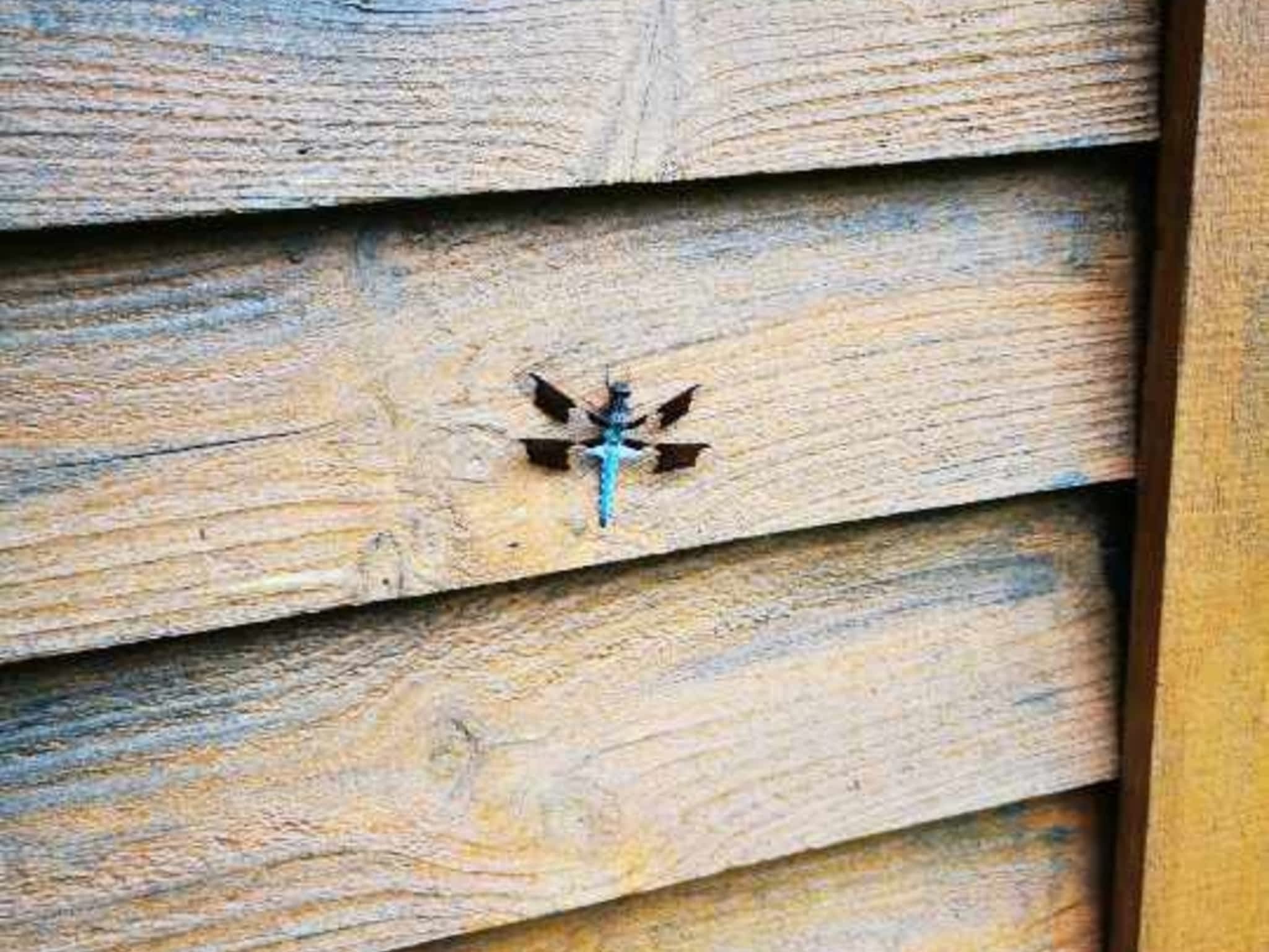 photo D Solution Extermination