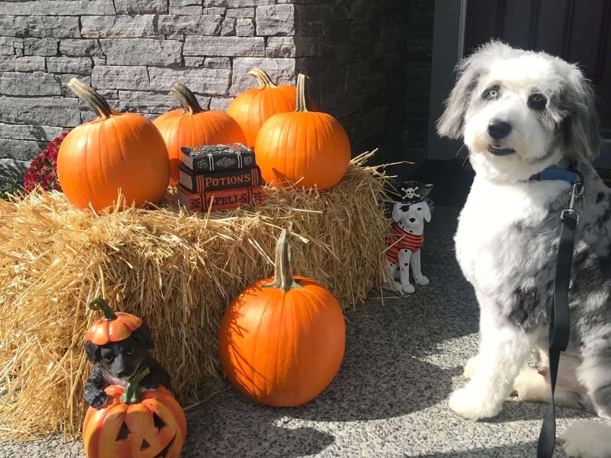 photo Sticks & Bones Dog Grooming