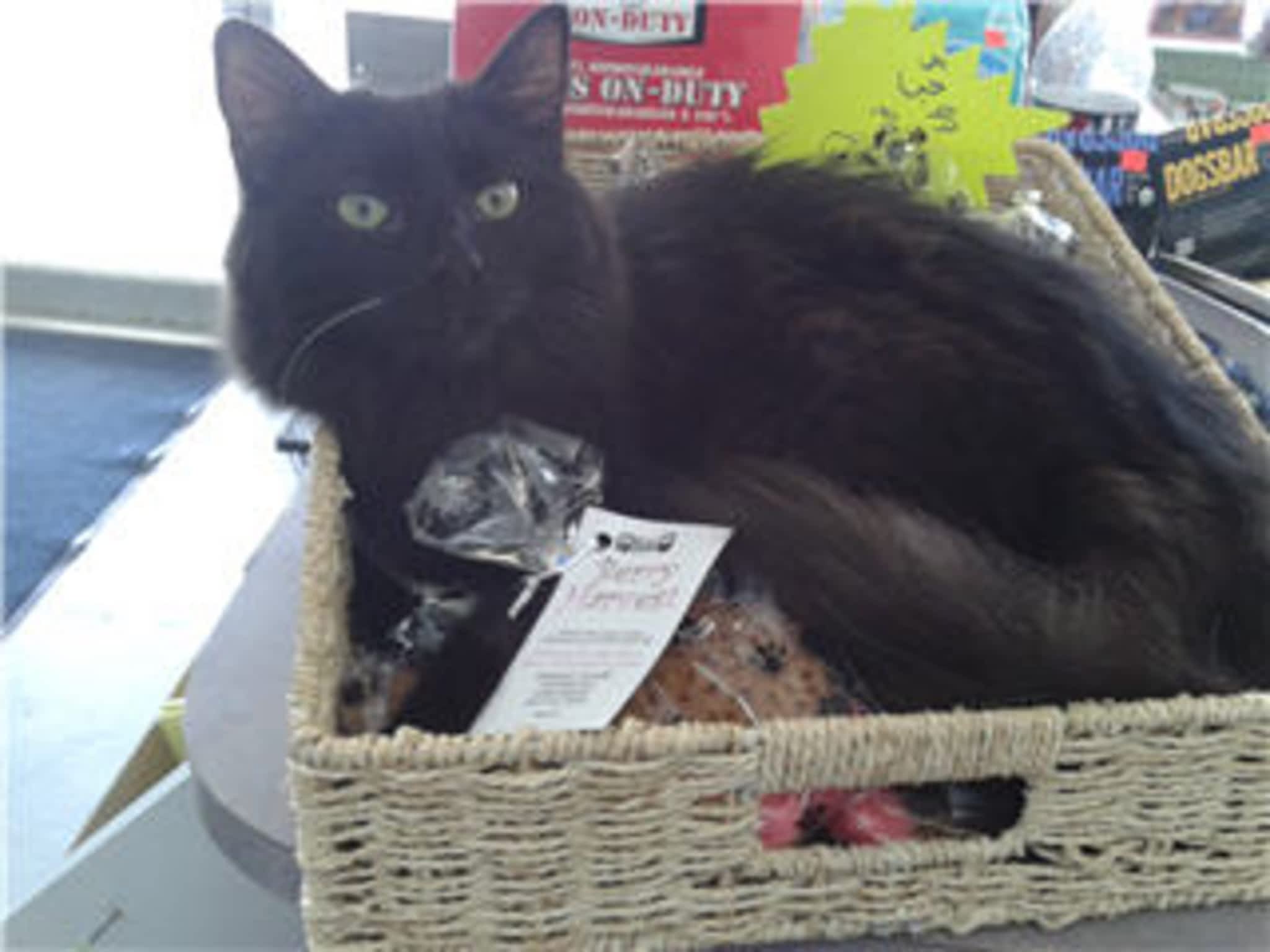 photo Animal Essentials