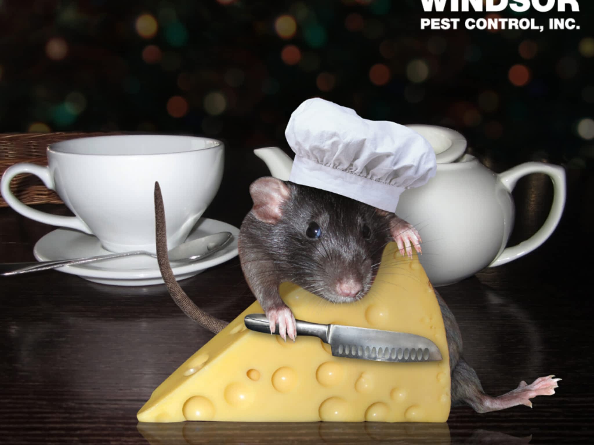 photo Windsor Pest Control