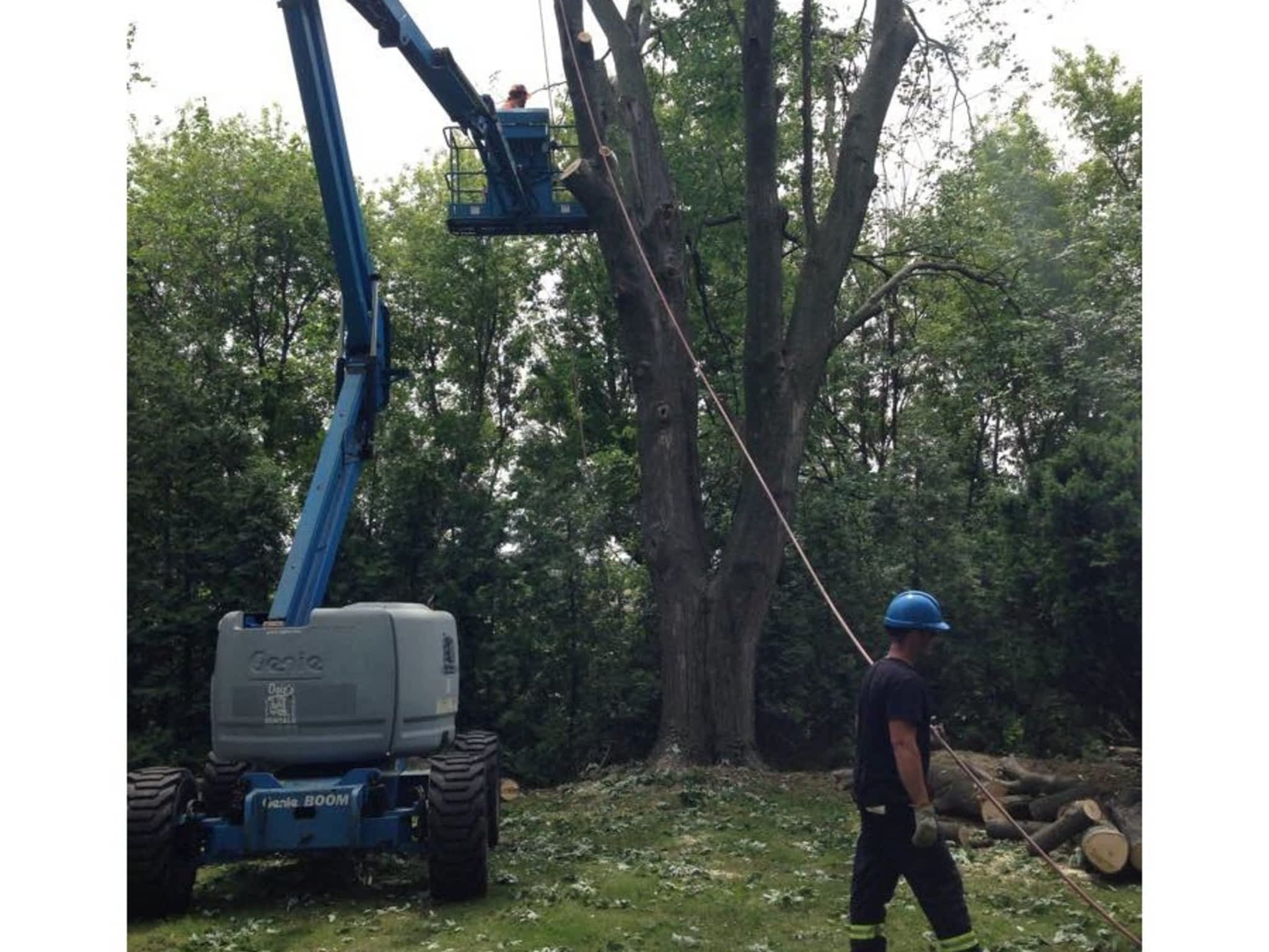 photo Sydenham Tree Service