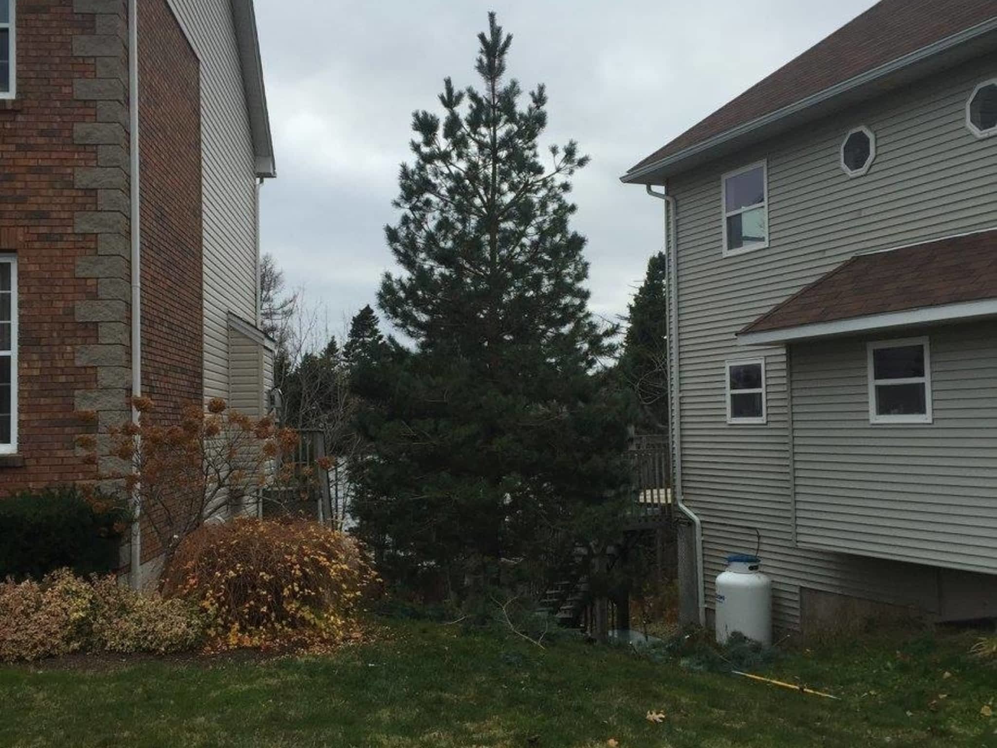 photo Solid Tree Care