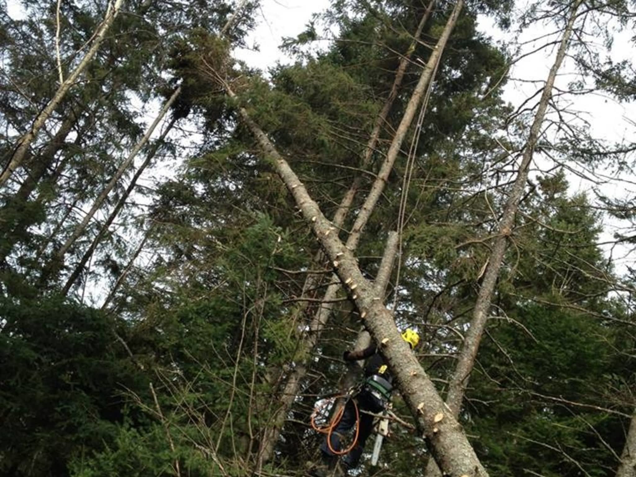 photo Arboriculture Thibault