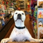 The Pampered Pet - Pet Shops