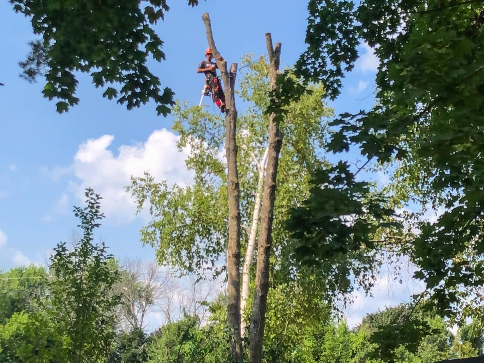 photo Twigs & Trunks