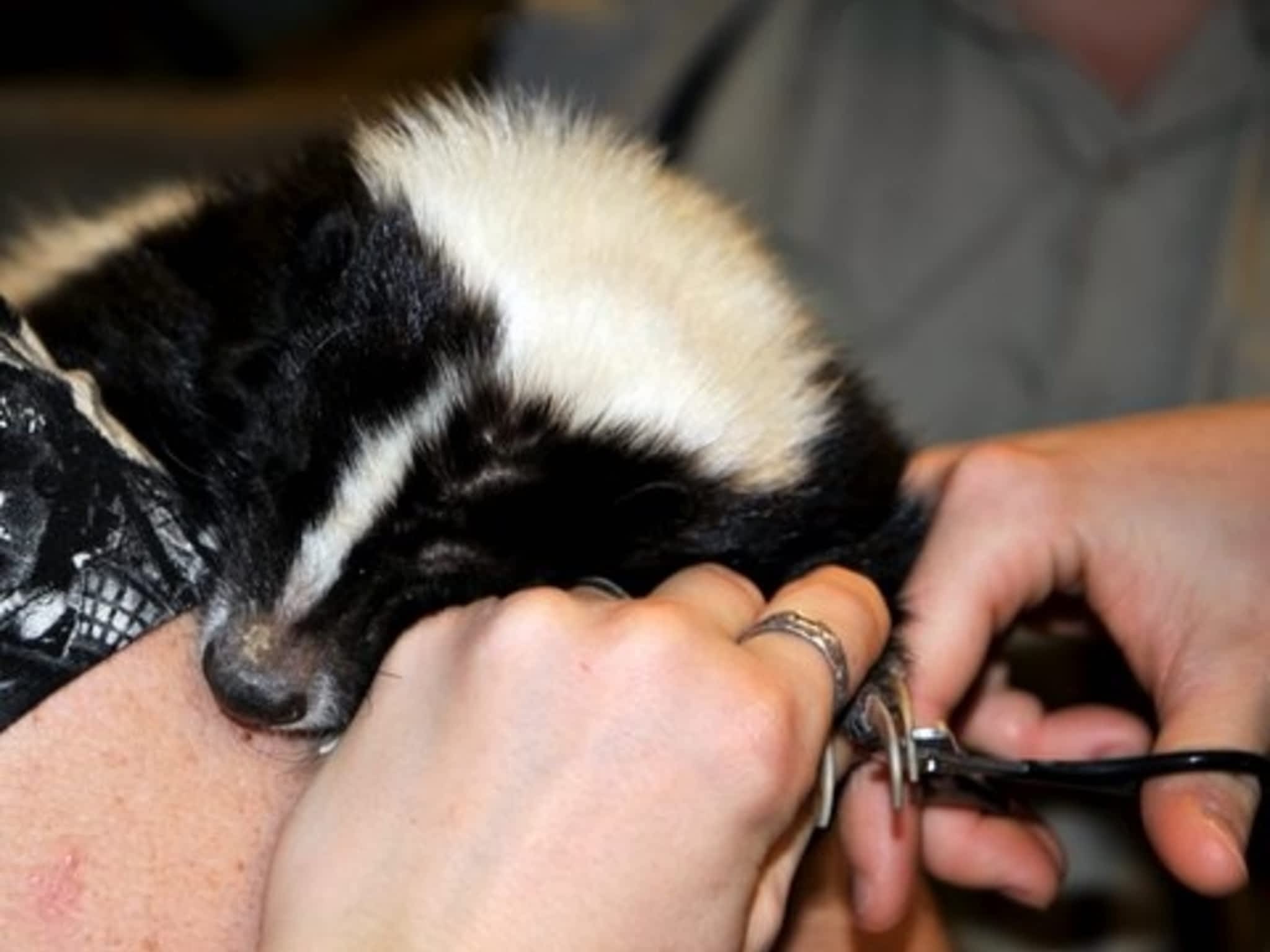photo Kat's Critter Care