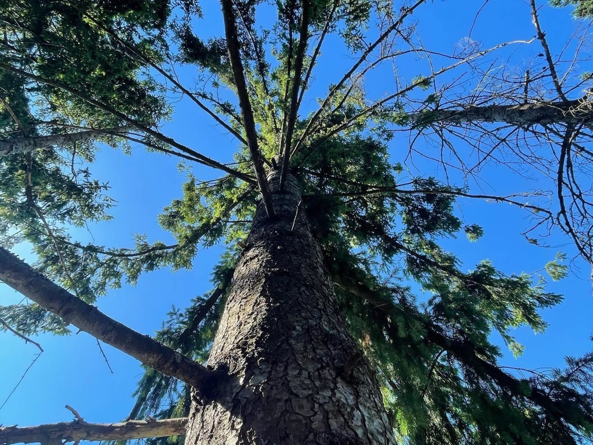 photo Flex Tree Service