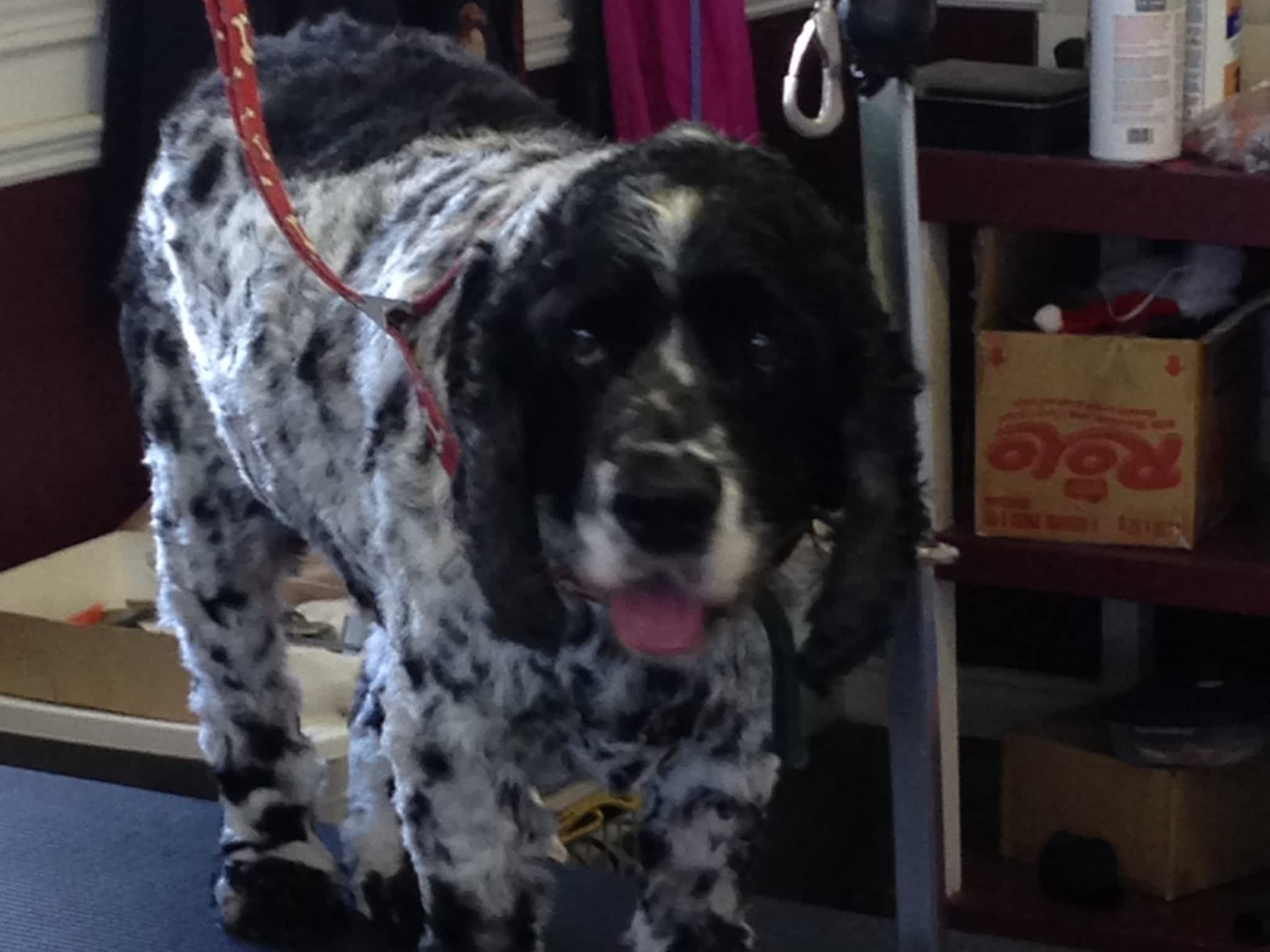 photo Added Touch Pet Grooming