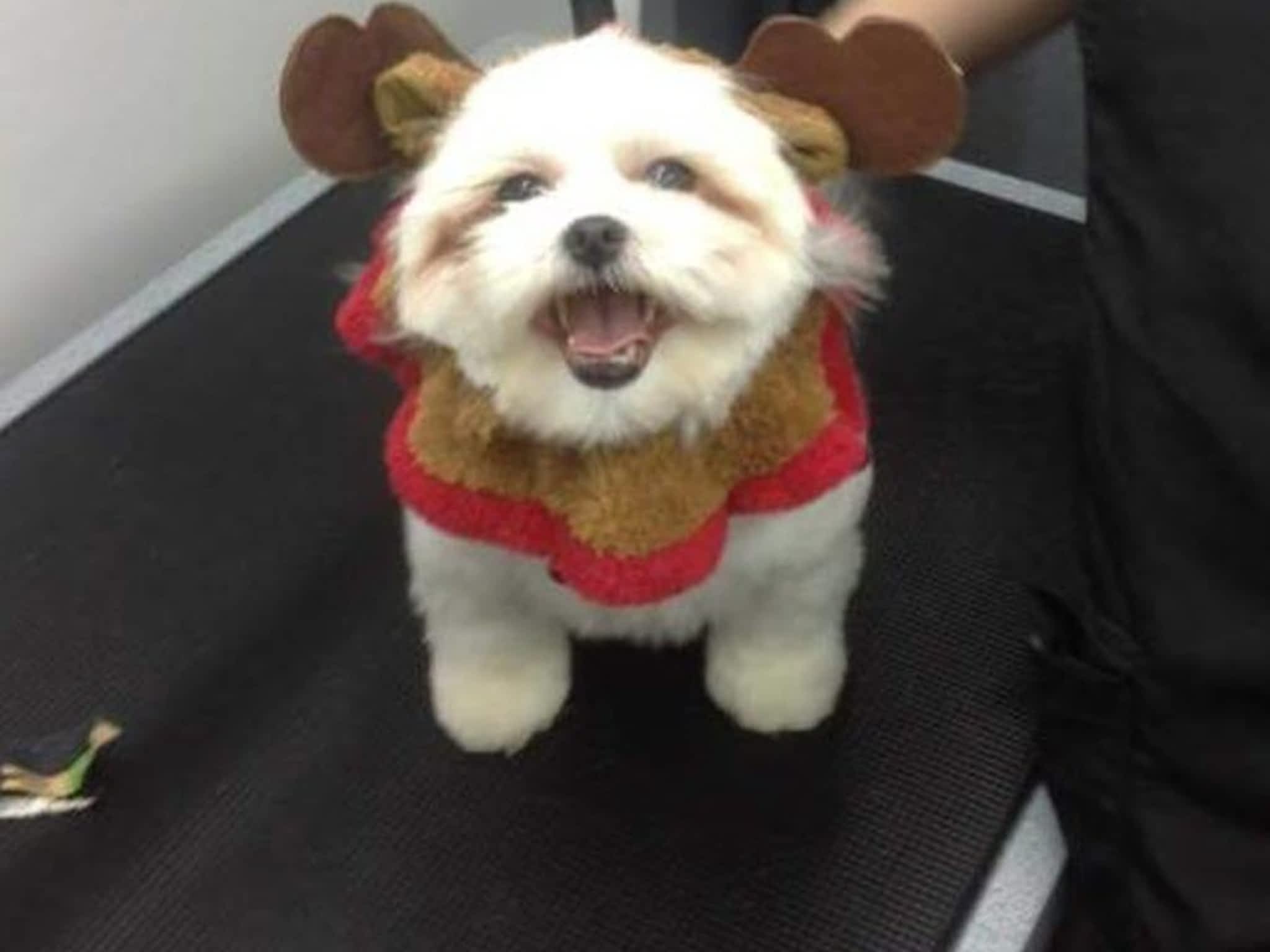 photo Fetching Fido Ltd